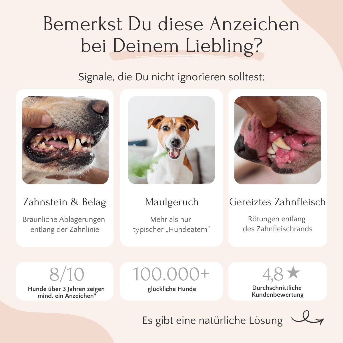 Drei Hundefotos zeigen Zahnbelag, Zahnstein und Tipps mit FAVLY Petfood DENTAL Pulver – Zahnhygiene & Atem.
