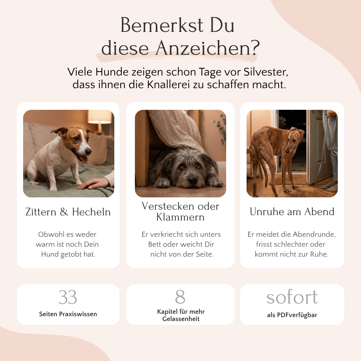 Drei ängstliche Hunde zu Hause vor Silvester – typische Anzeichen von Angst und Stress beim Hund