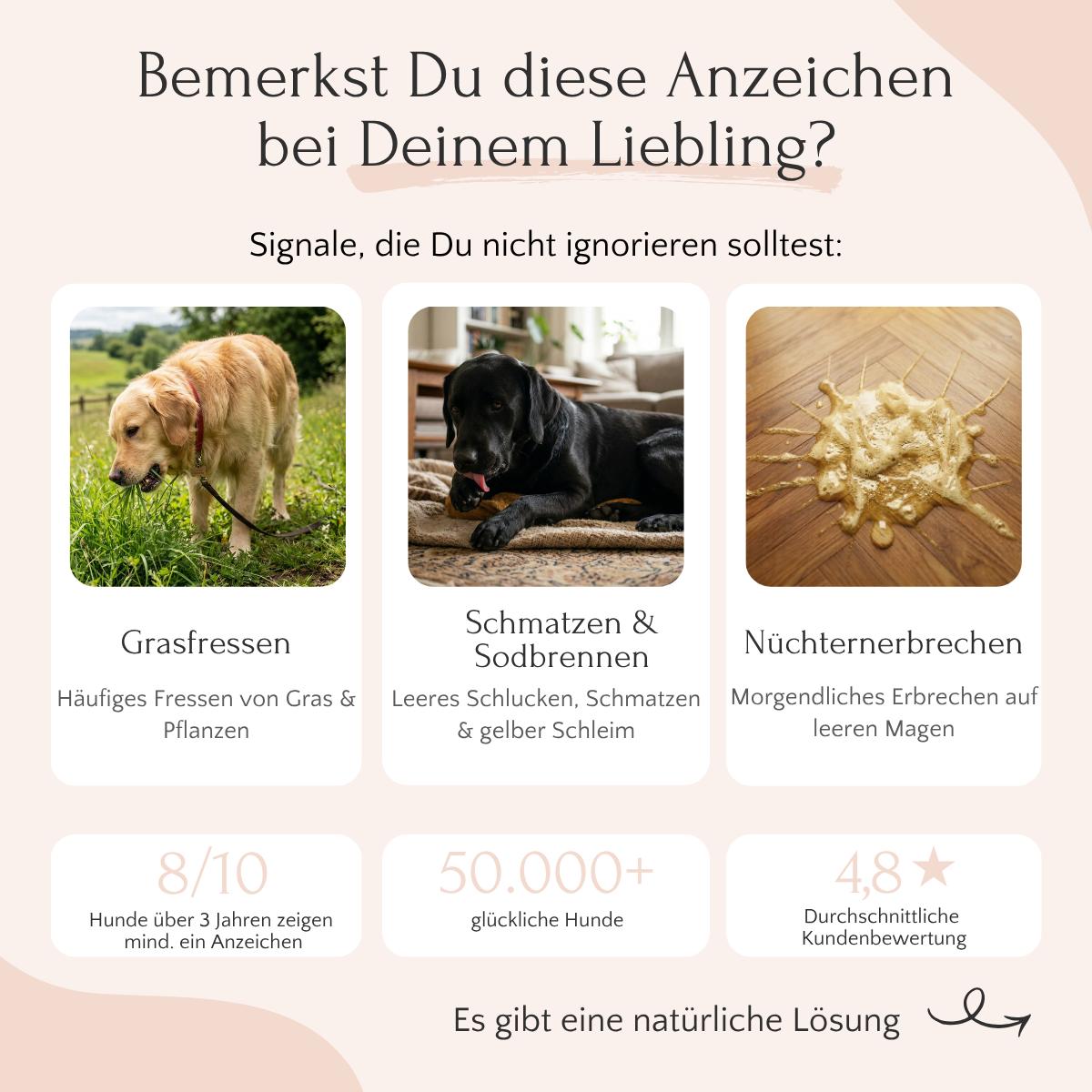 FAVLY Petfood GASTRO Pulver: Drei Hundefelder zu Verdauung, Sodbrennen oder Erbrechen, mit Bewertungssymbolen.