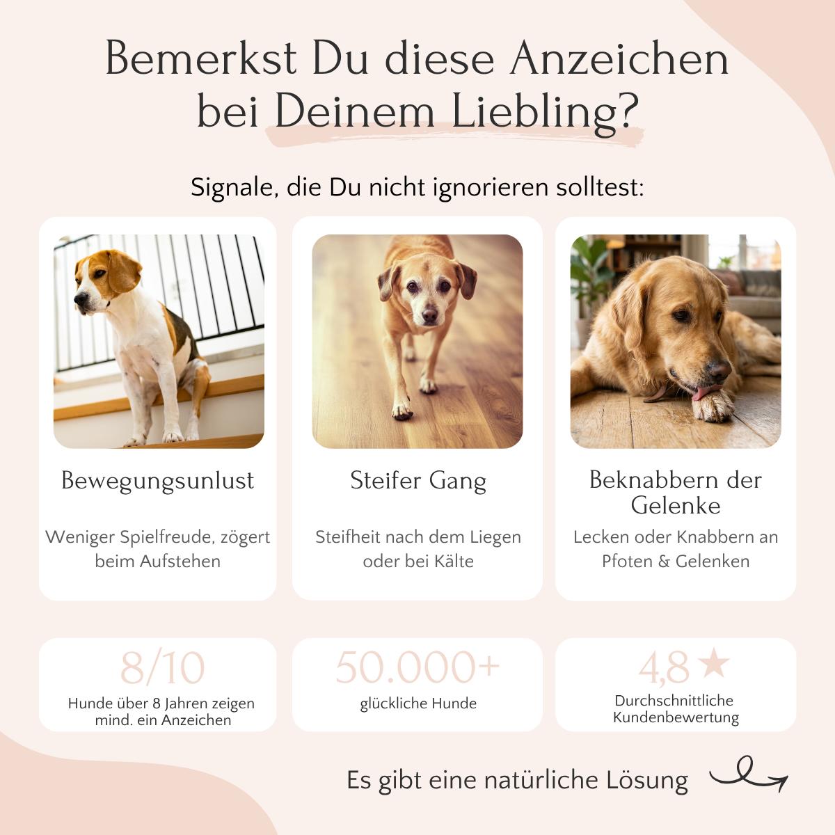 Infografik: Anzeichen von Gelenkproblemen & Tipps für gesunde Gelenke mit FAVLY MOBILITY Pulver für Hunde.