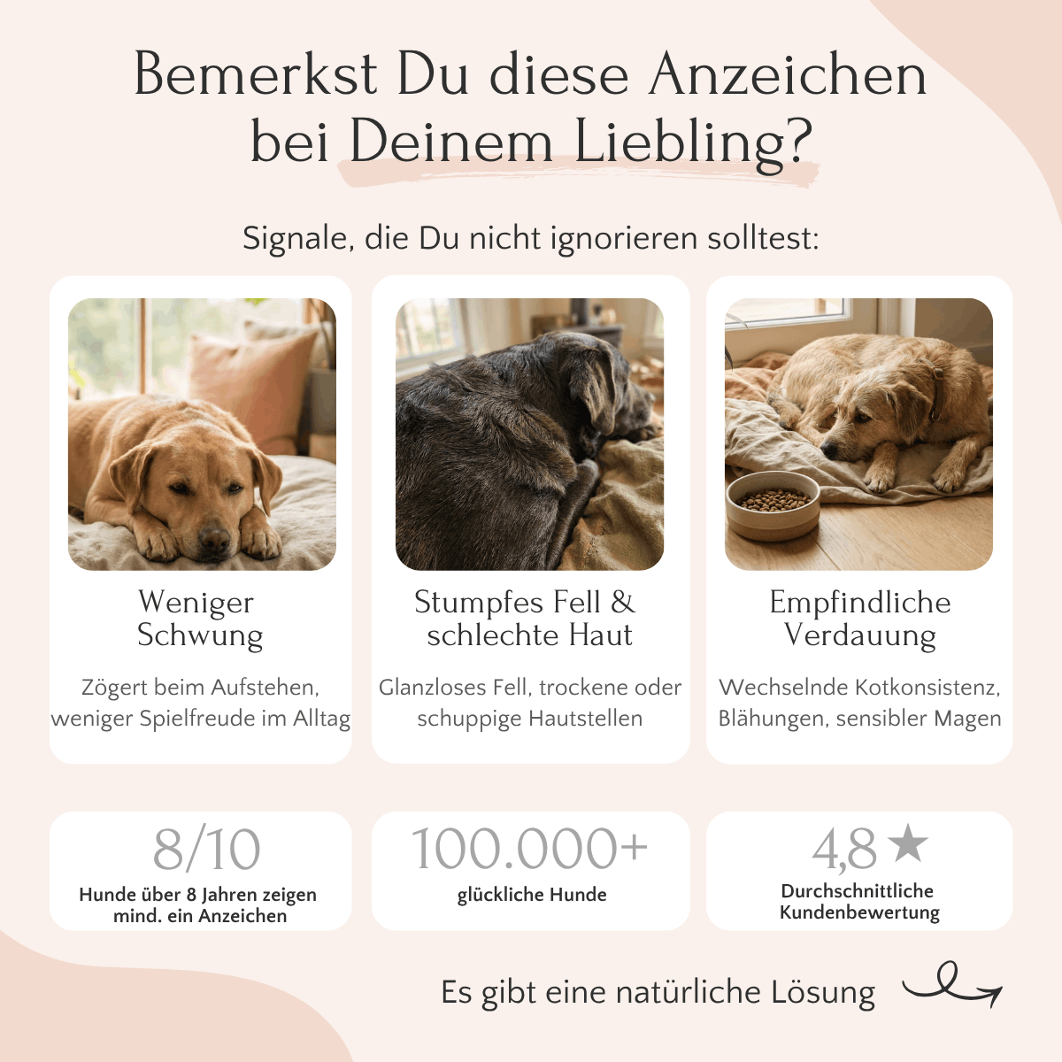 Drei Hunde auf Decken mit einem Schriftzug zu „LongV+“ von FAVLY Petfood für gesunde Gelenke und mehr gemeinsame Jahre.