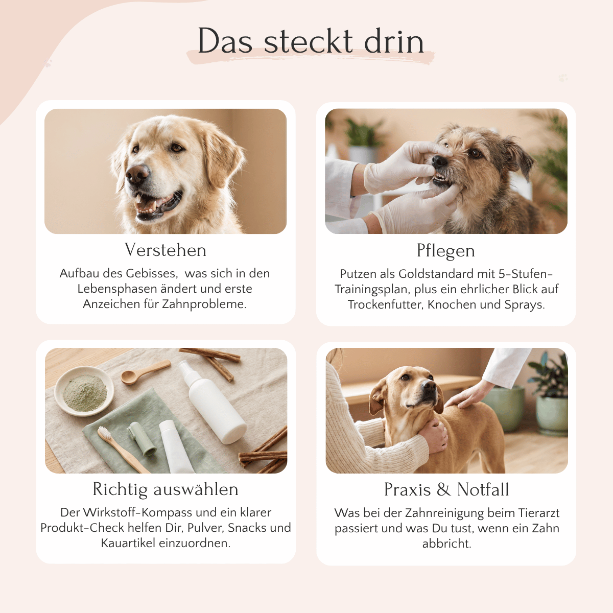 Collage mit Hunden und Zahnpflege-Tipps aus dem FAVLY E-Book „Zahngesundheit beim Hund“
