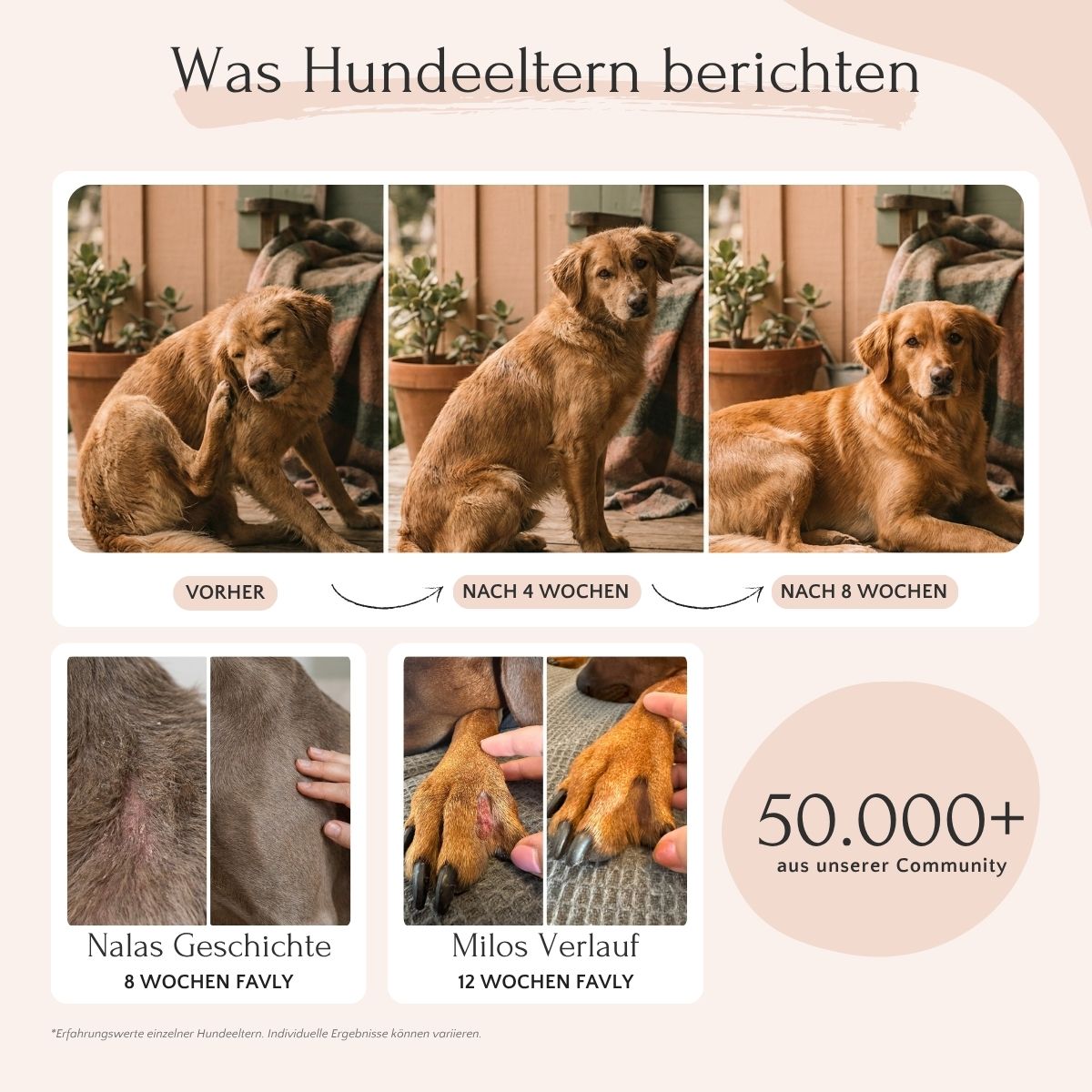 Drei Fotos zeigen, wie sich der Gesundheitszustand eines Hundes in 8 Wochen mit FAVLY Petfood Pute mit Quinoa, Rote Beete & Fenchel verbessert.