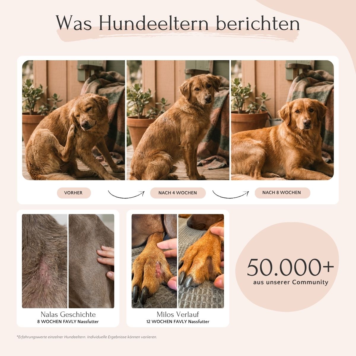 Drei Fotos zeigen das Fell eines braunen Hundes nach 4 und 8 Wochen mit FAVLY Petfood Wild mit Amaranth, Brokkoli & Leinöl.