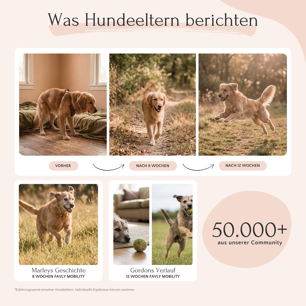 Vier Fotos zeigen, wie MOBILITY Pulver von FAVLY Petfood Hunden in 12 Wochen zu mehr Beweglichkeit verhilft.