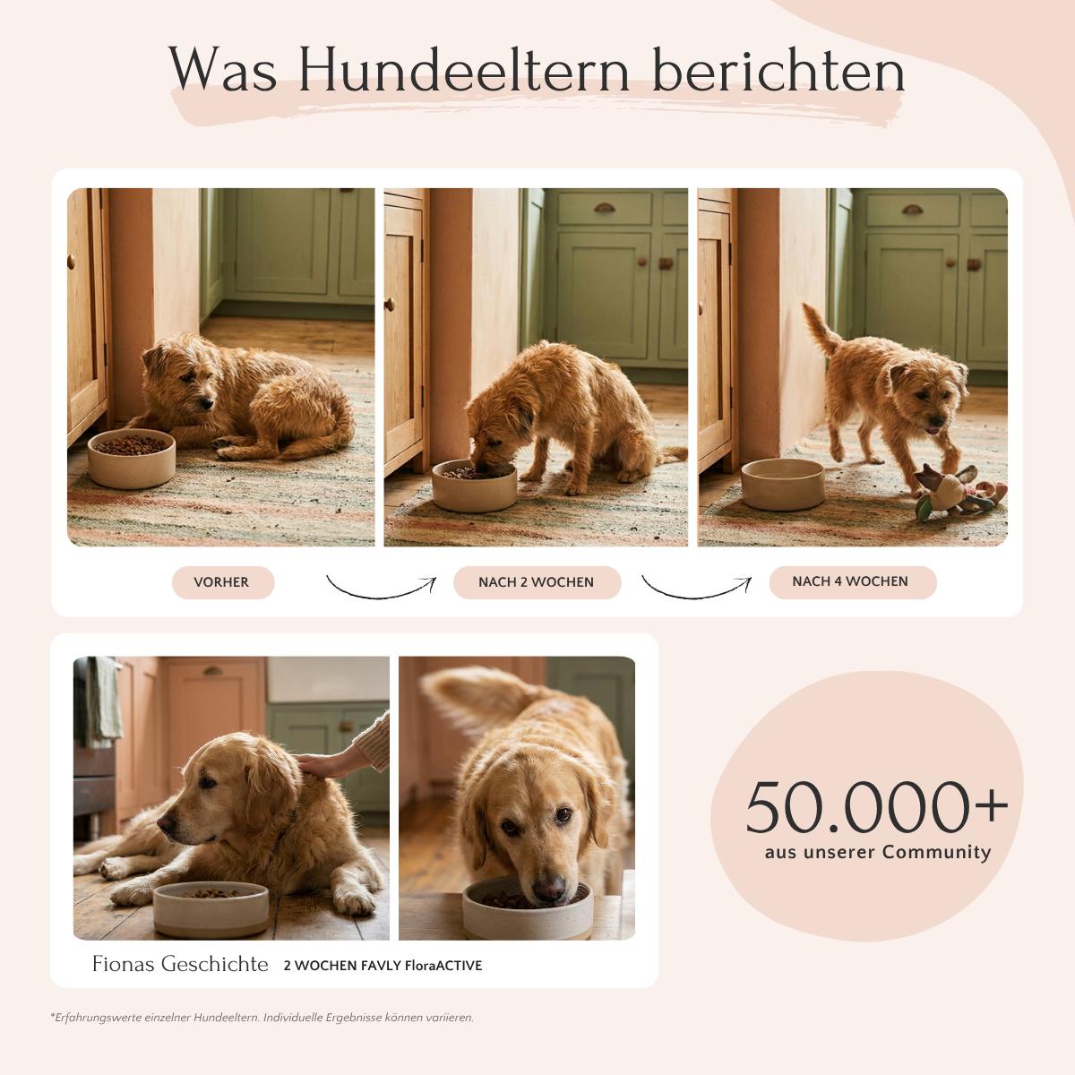 Drei Fotos zeigen, wie FloraACTIVE Probiotika von FAVLY Petfood die Darmflora eines Hundes verbessert.