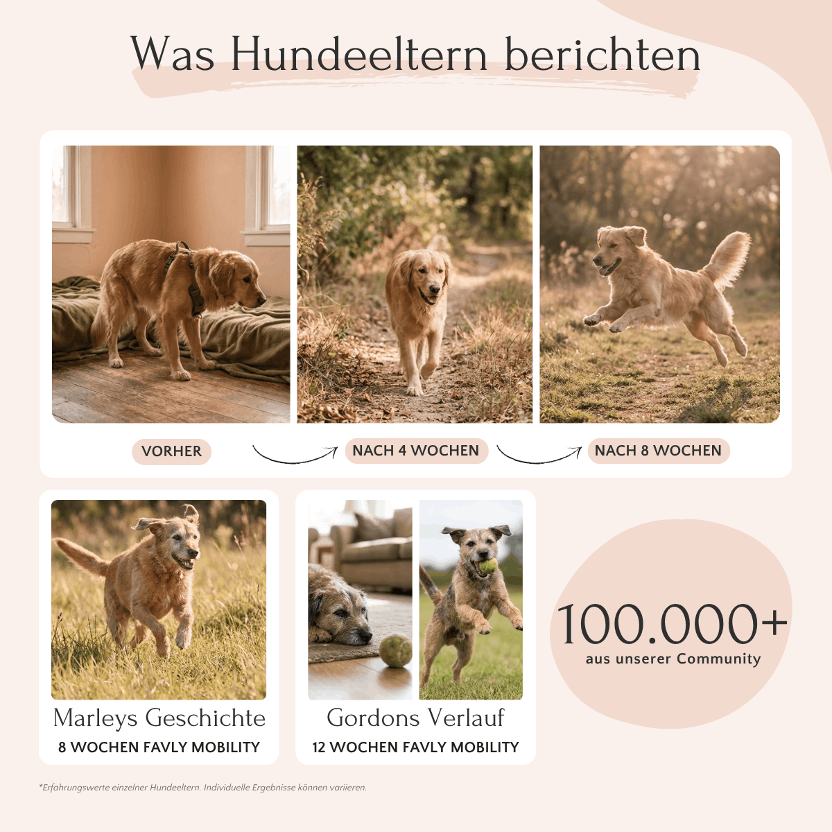 Vier Hunde: „Vorher-Nachher“-Bilder zeigen gesündere Gelenke dank FAVLY Petfood MOBILITY Pulver – Gelenke & Mobilität.