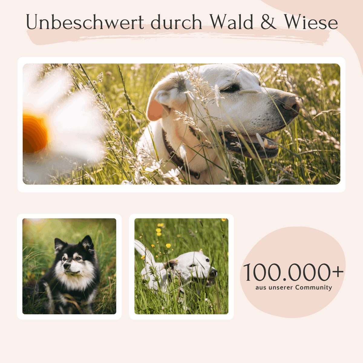Hund entspannt – mit FAVLY Petfood ZecOFF Zecken & Lästlinge, natürlicher Schutz für die 100.000+ starke Community!.