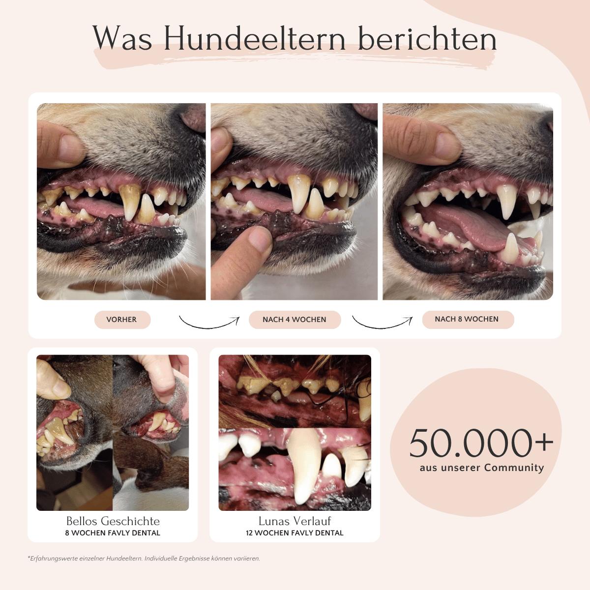 DENTAL Pulver Hund – gegen Mundgeruch & Zahnstein