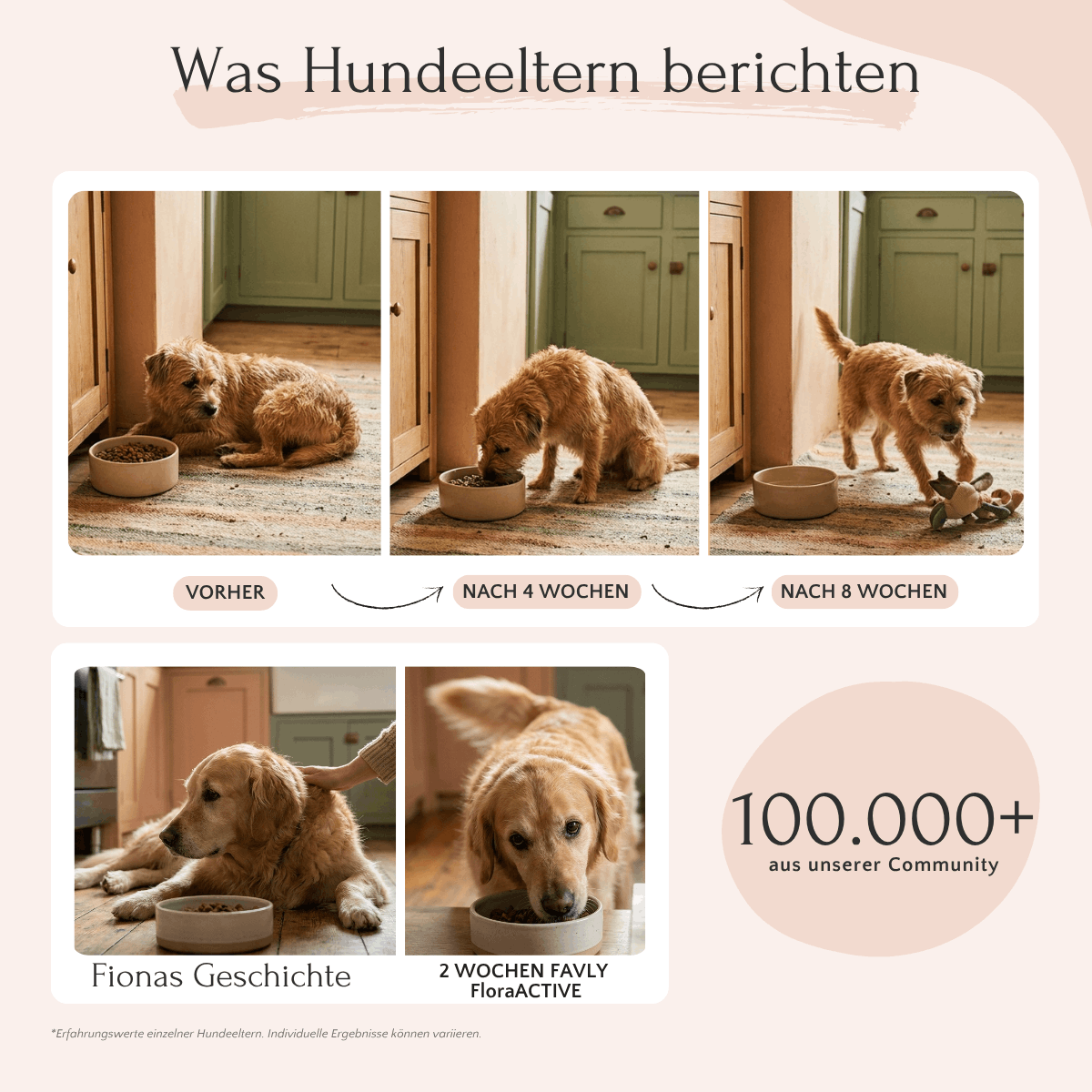 FloraACTIVE von FAVLY Petfood: Milchsäurebakterien stärken die Darmflora des Hundes – erklärt in drei Schritten.