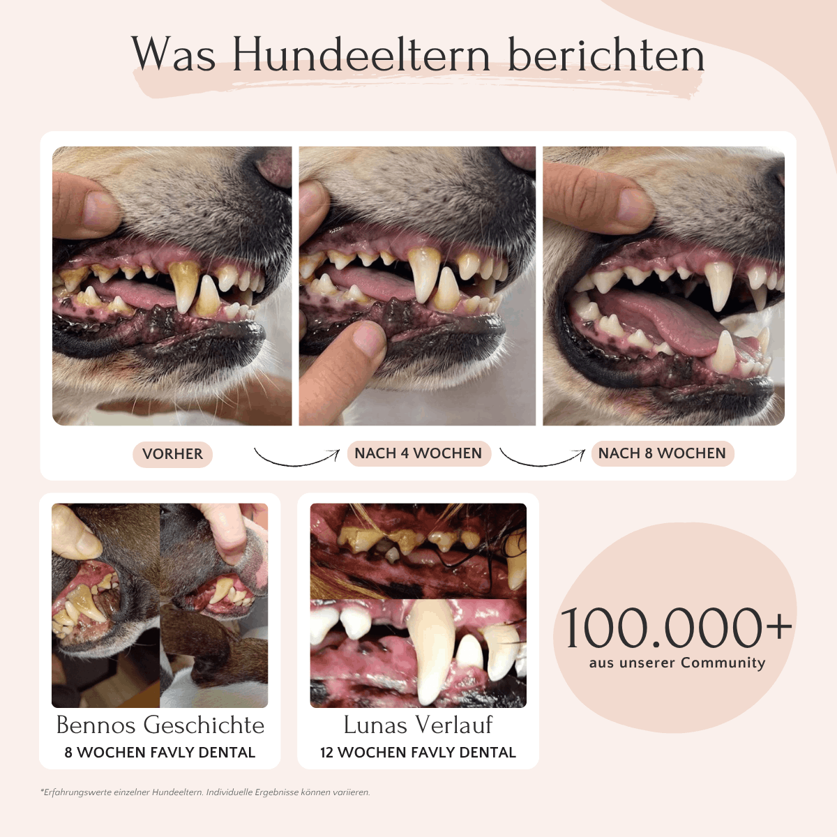 Drei Nahaufnahmen zeigen, wie sich der Zahnstein auf den Zähnen eines Hundes über einen Zeitraum von 8 Wochen durch die Anwendung von FAVLY DENTAL Pulver abbaut.