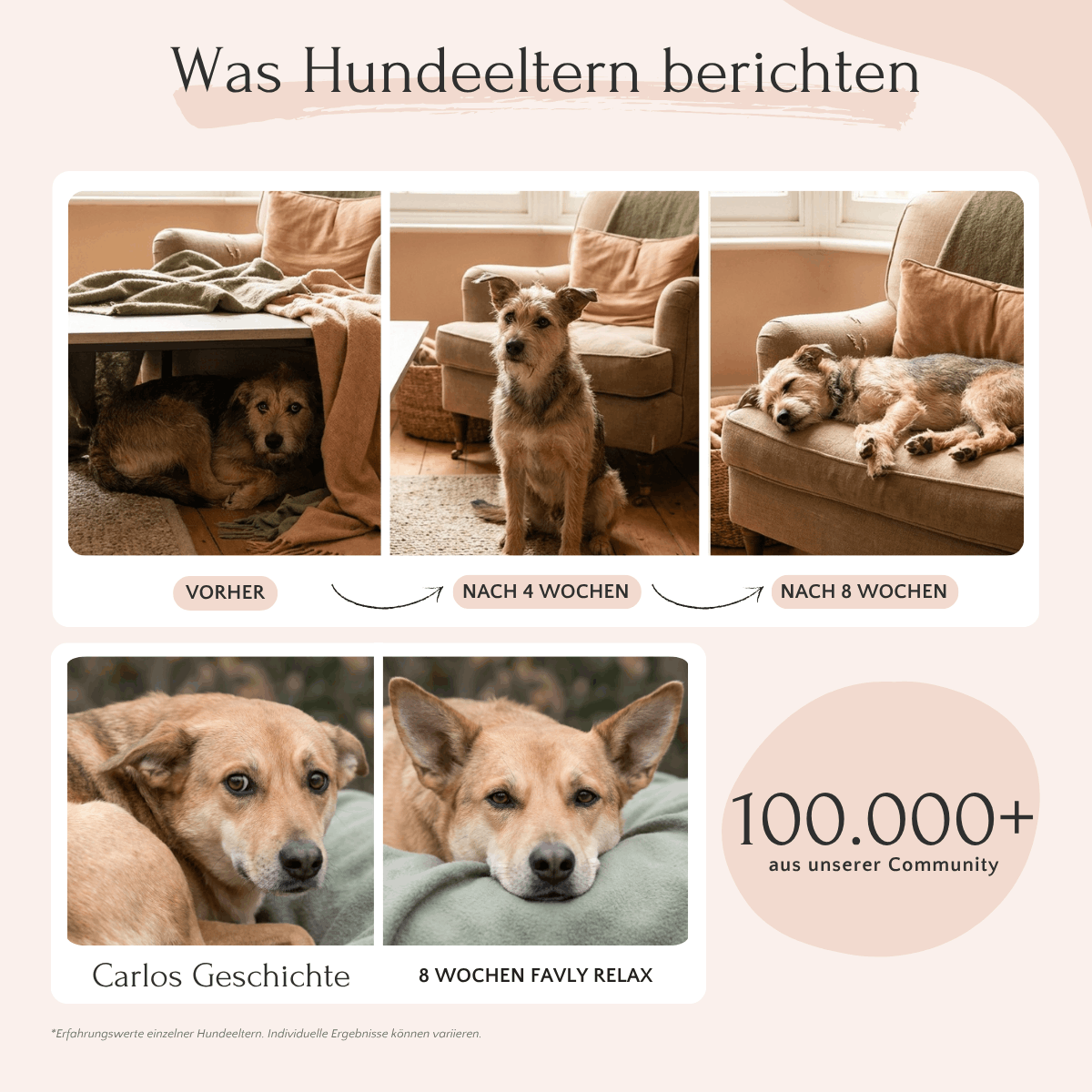 Ein gestresster Hund findet Ruhe mit FAVLY Petfood RELAX Pulver – Unruhe & Stress; hier entspannt auf einem Sofa abgebildet.