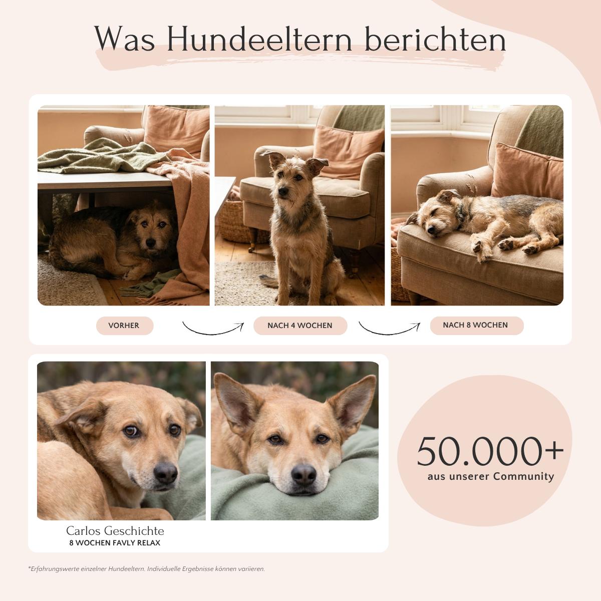 Ein brauner Hund verwendet FAVLY Petfood RELAX Pulver und entspannt sich nach acht Wochen auf den Möbeln und ist nicht mehr ängstlich.