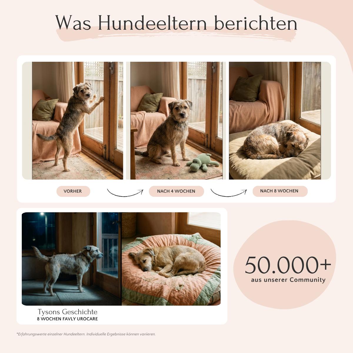 Sitzende, verspielte Hündin in 8 Wochen zu Hause - unterstützt von FAVLY Petfood UROCARE Pulver - Niere & Blase.