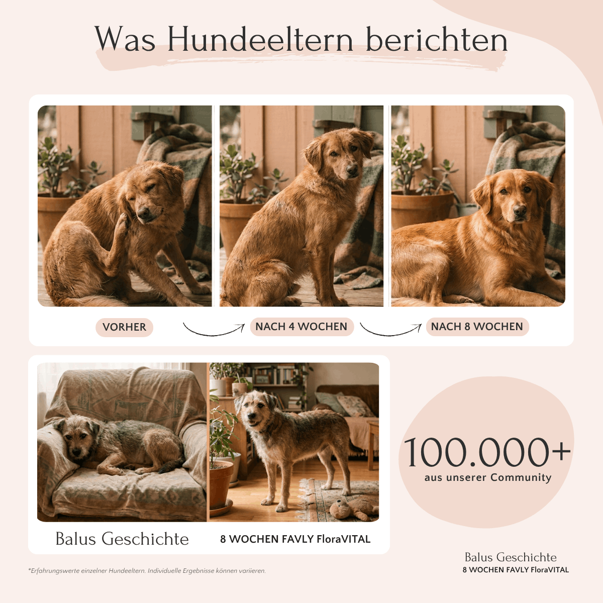 Drei Fotos: Die Gesundheit und Verdauung eines Hundes verbessern sich über einen Zeitraum von 8 Wochen mit FAVLY Petfood FloraVITAL Pulver.