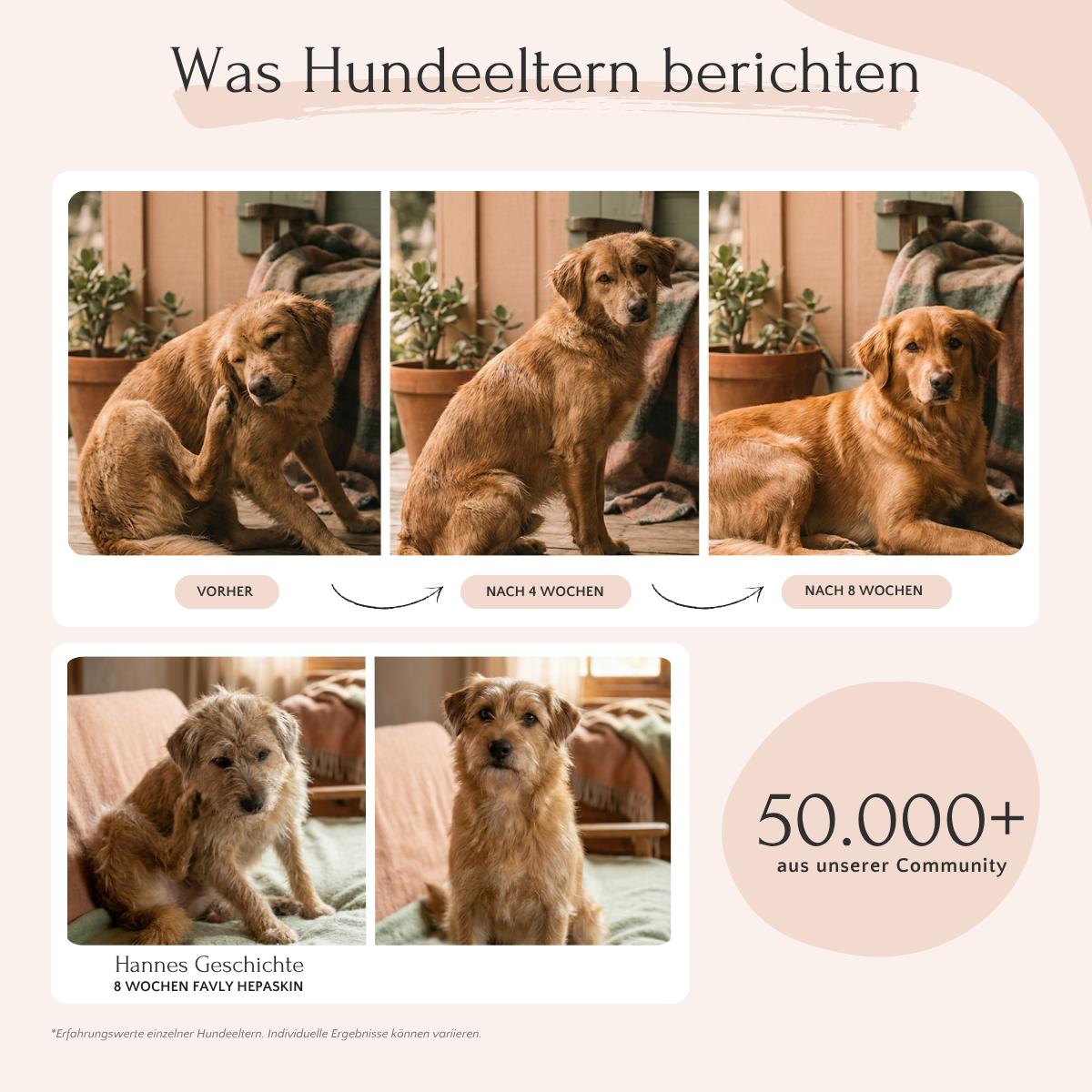 Vier Fotos zeigen die Wirkung von HEPASKIN Pulver von FAVLY Petfood, plus Text zu 50.000+ Erfahrungen.