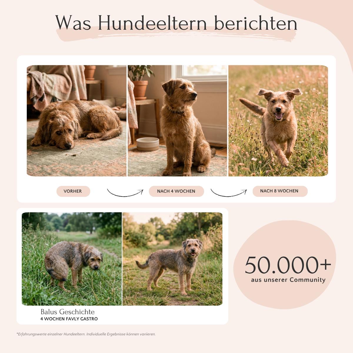Vorher-nachher-Bilder: Community teilt Erfolge mit FAVLY Petfood GASTRO Pulver - Sodbrennen & Grasfressen.