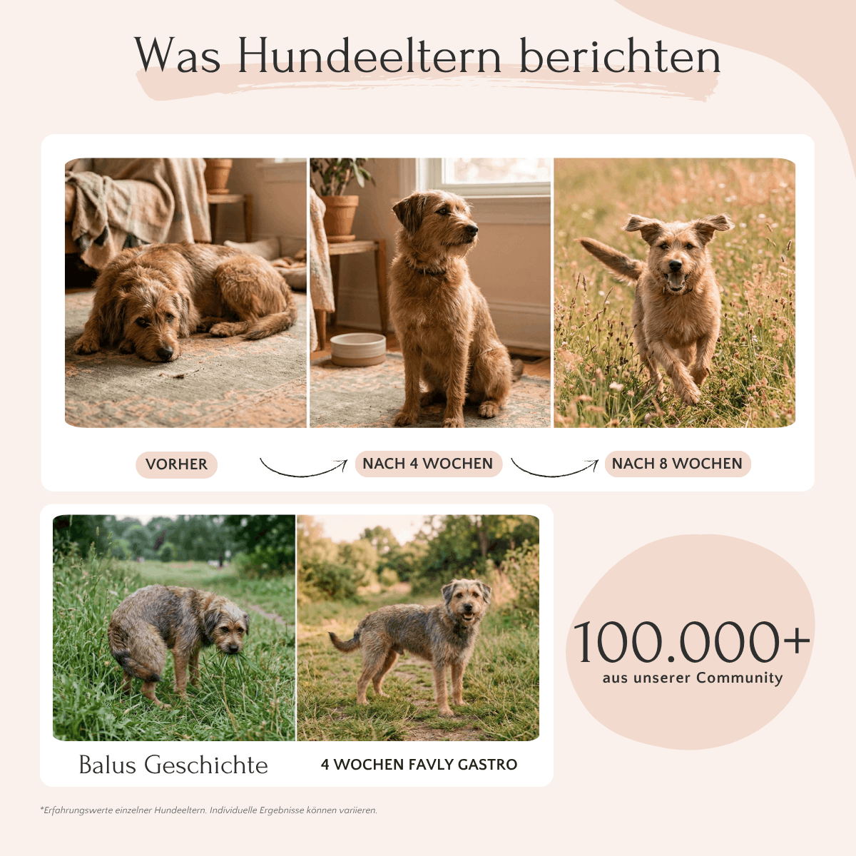 Vier Fotos zeigen, wie ein brauner Hund dank GASTRO-Pulver von FAVLY gesund heranwächst und Sodbrennen vermeidet.