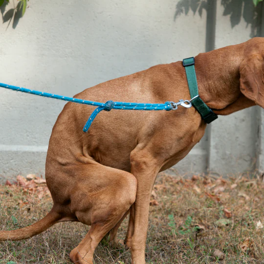 Brauner Hund mit grünem Halsband hockt auf dem Gras, um sein Geschäft zu verrichten. Am Halsband ist eine blaue Leine befestigt. Im Hintergrund sind Mauer und trockene Blätter.