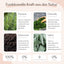 FAVLY Petfood DENTAL Pulver: Infos zu Thymian, Chlorella, Huminsäuren & Salbei für Maulhygiene und Zahnbelag.