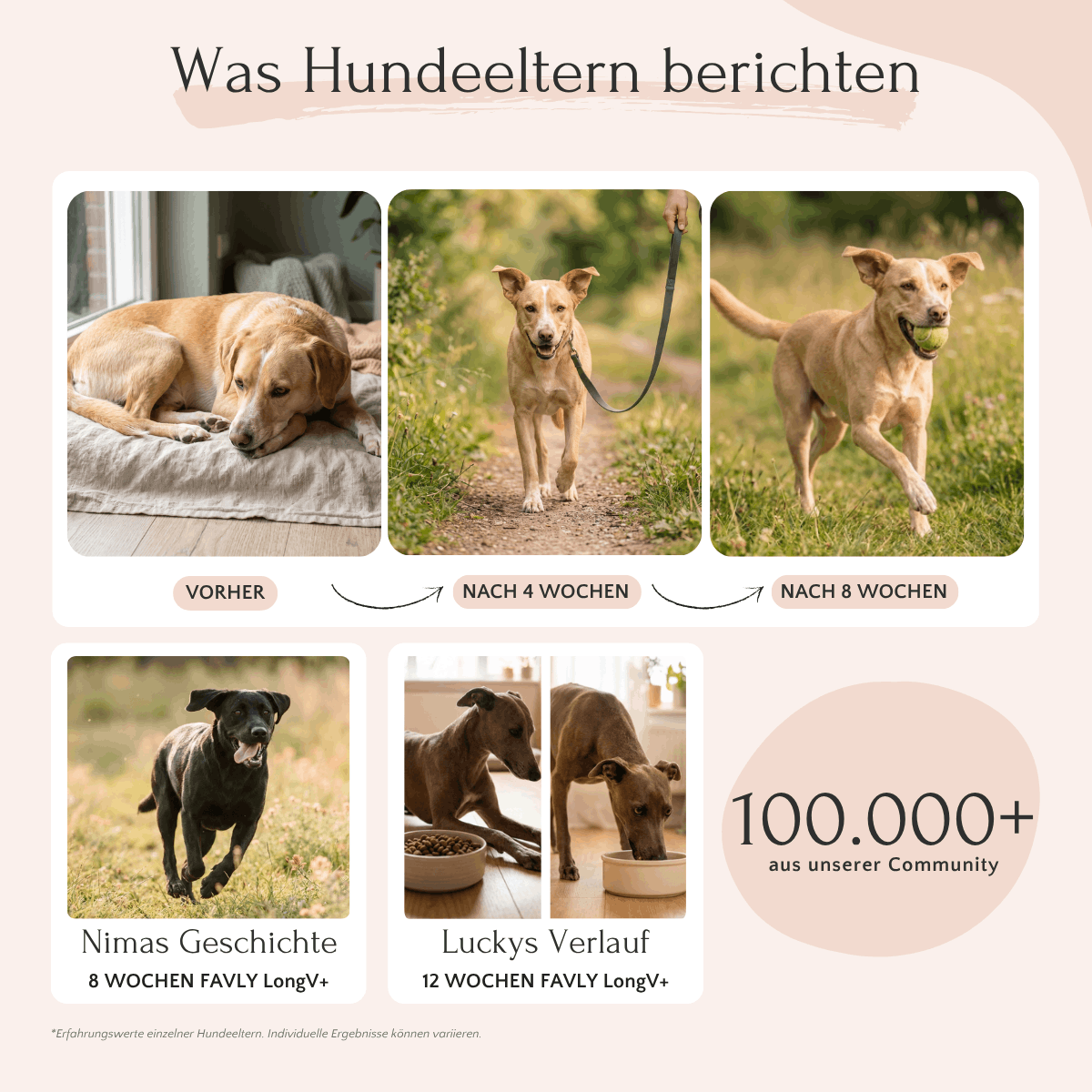 Die achtwöchige Reise dreier Hunde – laut ihren Besitzern hat FAVLY Petfood LongV+ bei „Gelenke Hund“ einen echten Unterschied bewirkt.