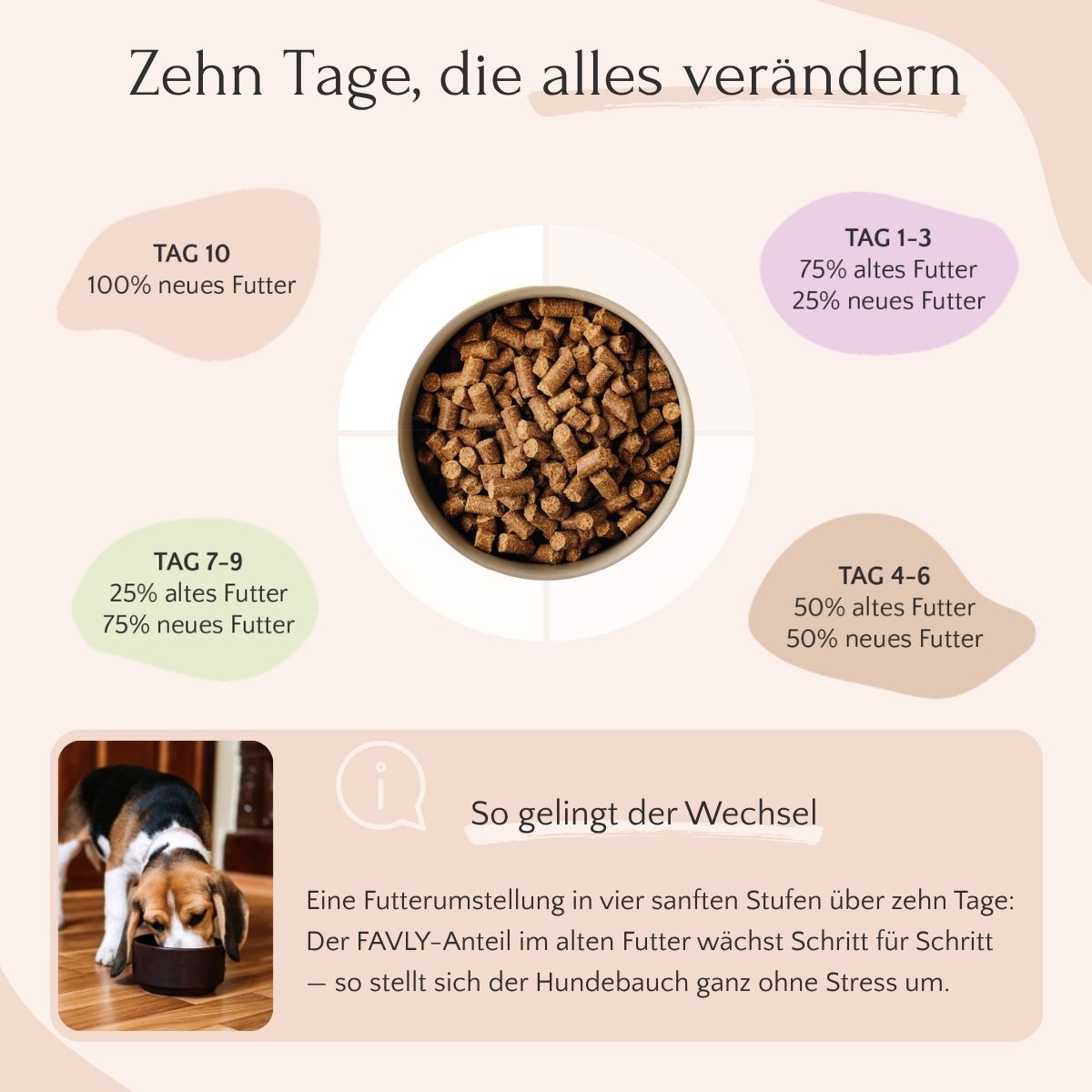 Diagramm zur Hundefutterumstellung in 10 Tagen mit FAVLY Petfood Pute mit Karotte, Birne & Leinsamen.