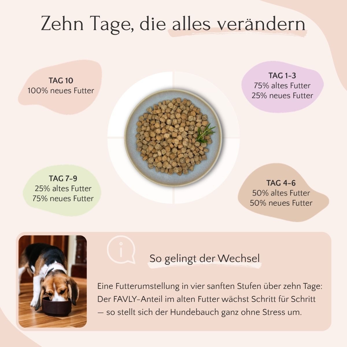 Diagramm einer 10-tägigen Umstellung der Hundenahrung mit FAVLY Petfood Freiland-Iberico mit Kürbis, Hanföl & Apfel.