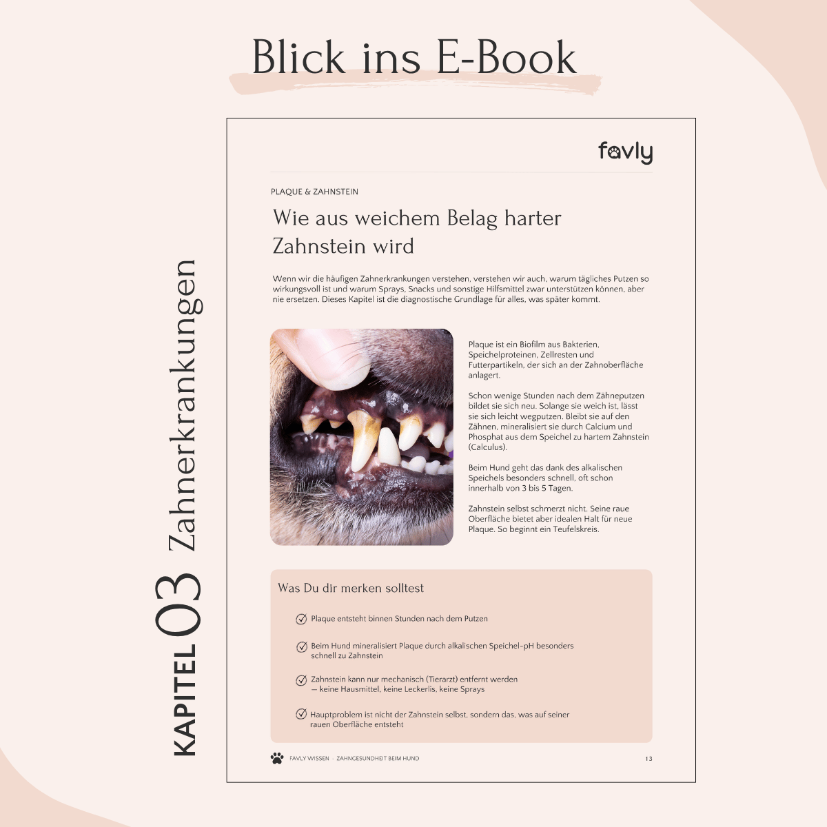 Nahaufnahme von Zahnstein an Hundezähnen – Seite aus dem FAVLY E-Book „Zahngesundheit beim Hund“