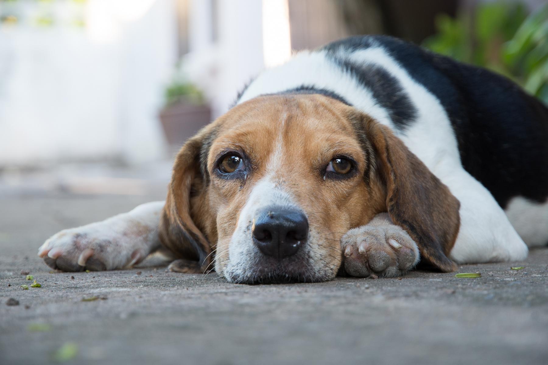 Ein Hund mit schwarz-weißem Fell und braunem Gesicht liegt auf dem Boden und blickt direkt in die Kamera.