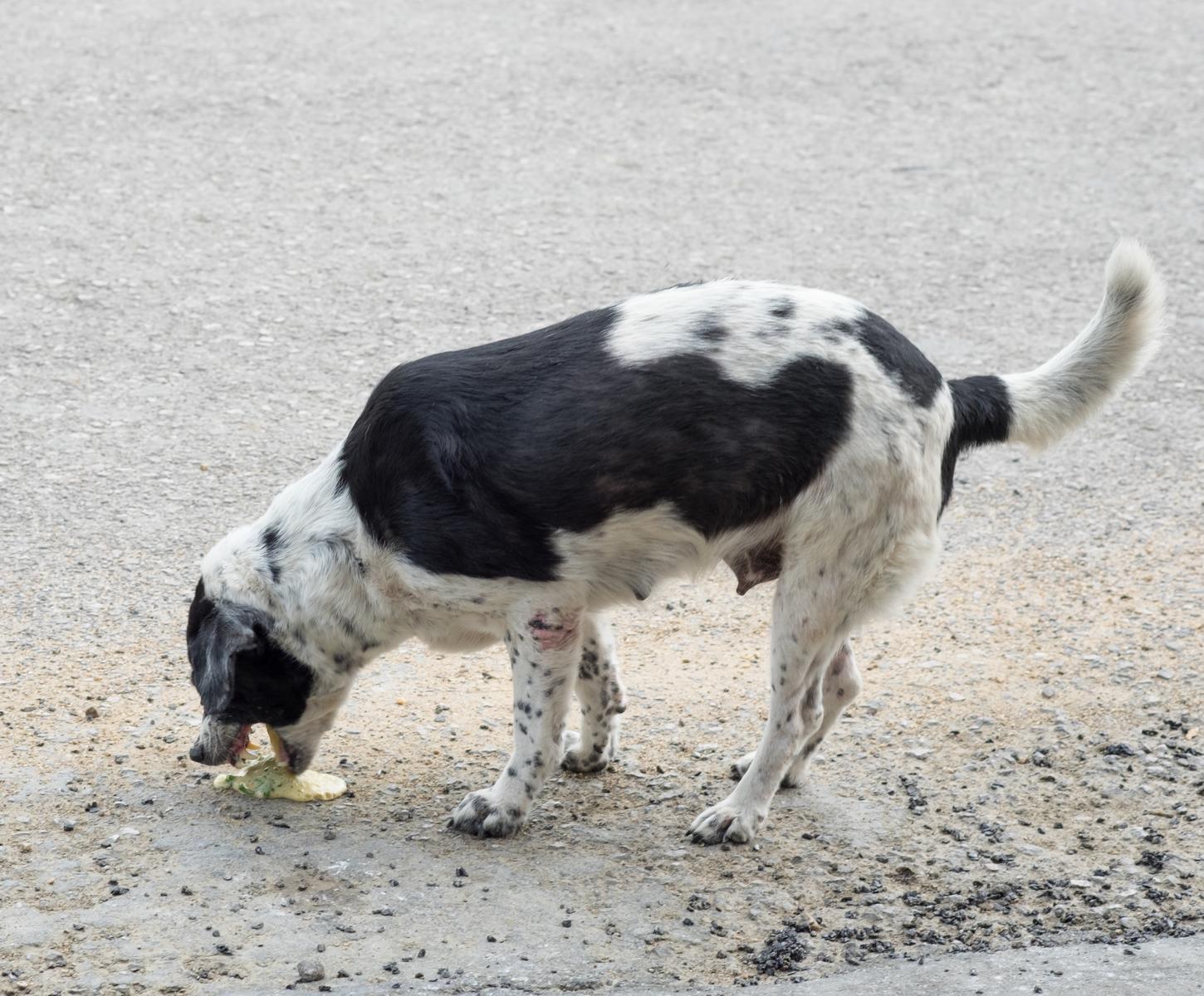 Ein schwarz-weißer Hund frisst auf einer gepflasterten Fläche Futter vom Boden.