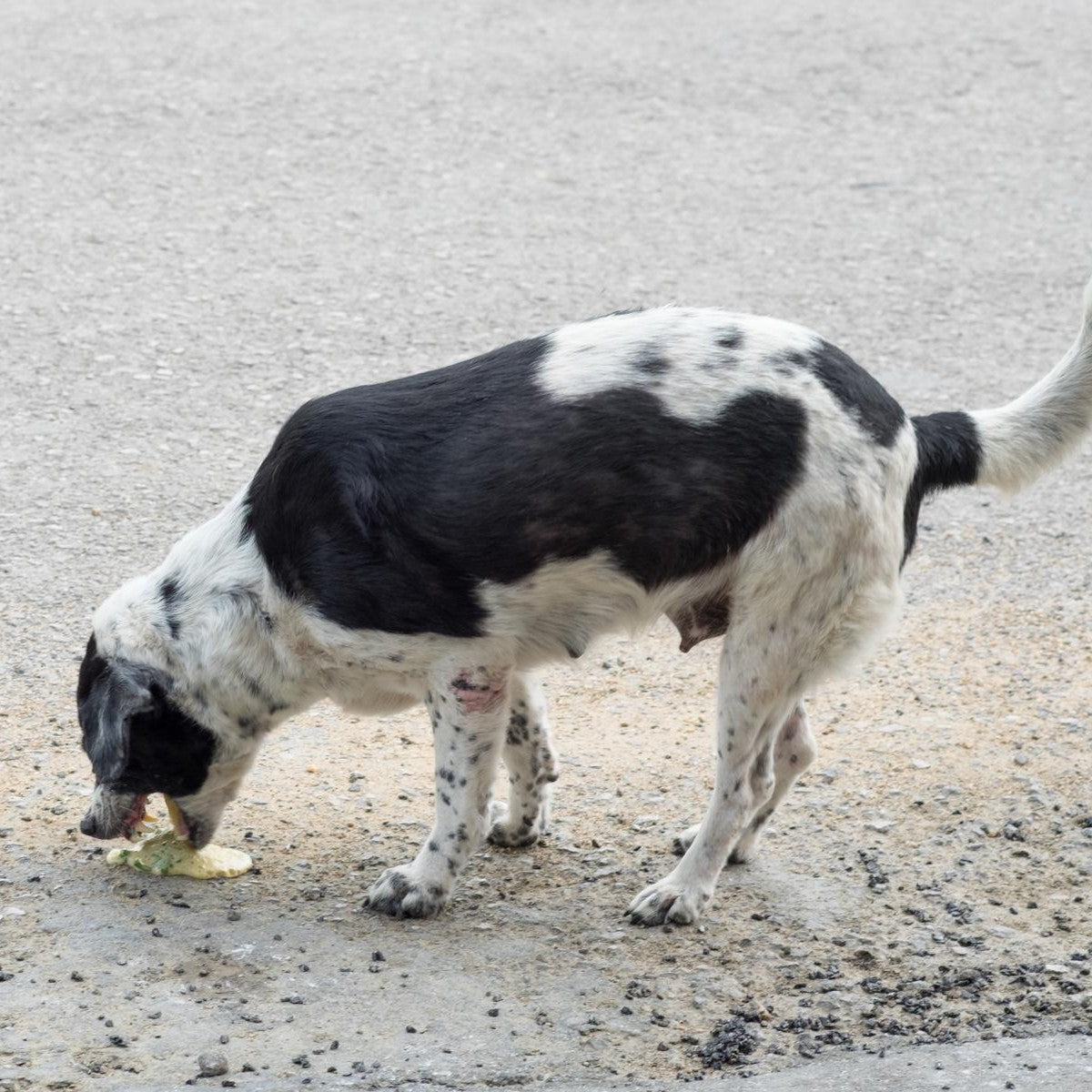 Ein schwarz-weißer Hund am Straßenrand, der etwas vom Boden frisst.