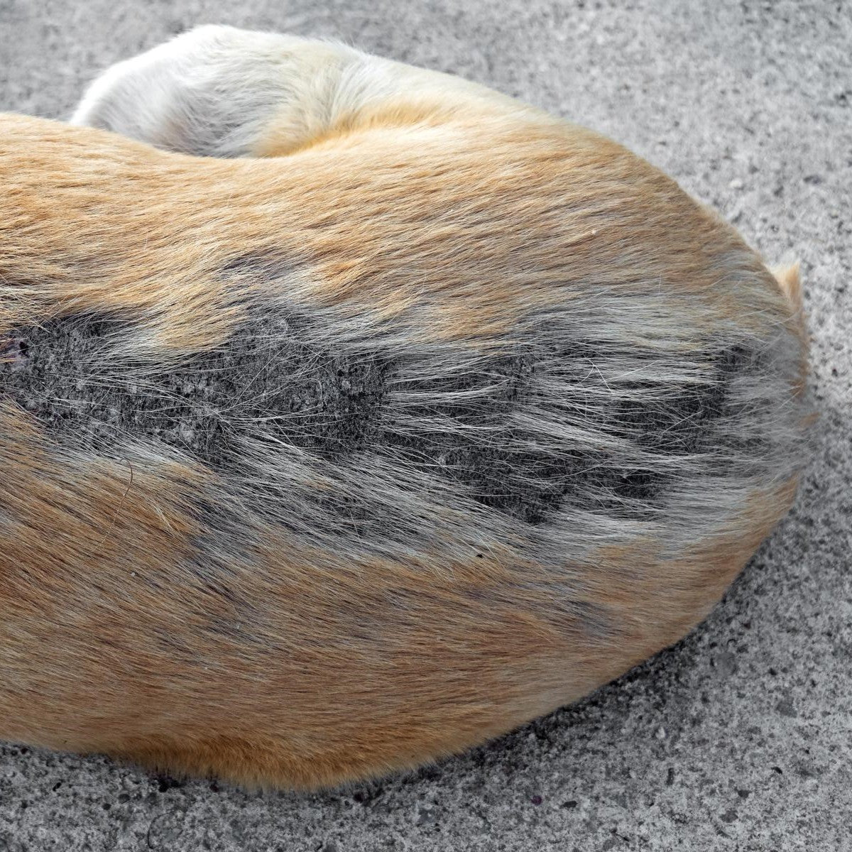 Nahaufnahme des Rückens eines Hundes mit einem Fleck schwarzen Fells. Der Hund liegt auf einer grauen Betonoberfläche.