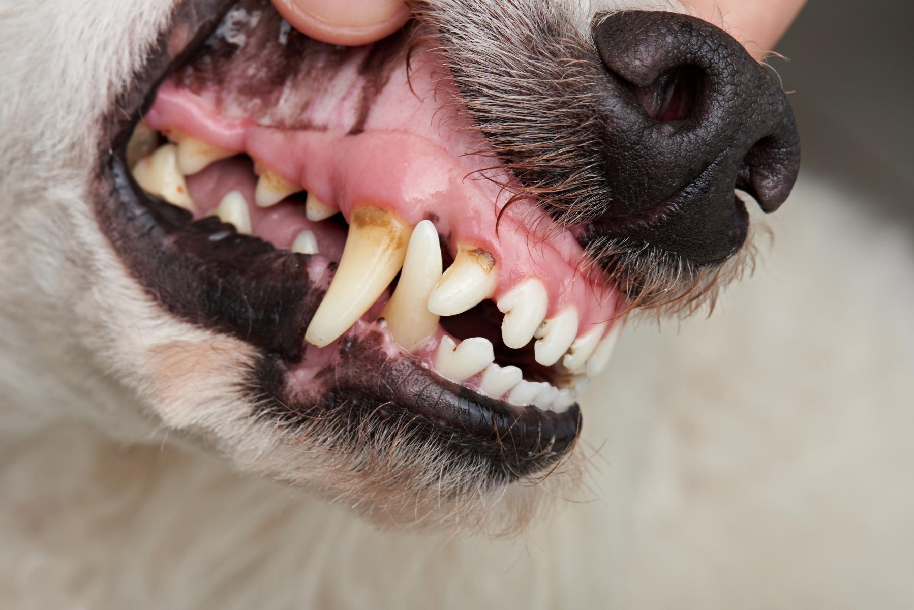 Nahaufnahme der Untersuchung des Mauls eines Hundes. Zähne und Zahnfleisch sind zu sehen.