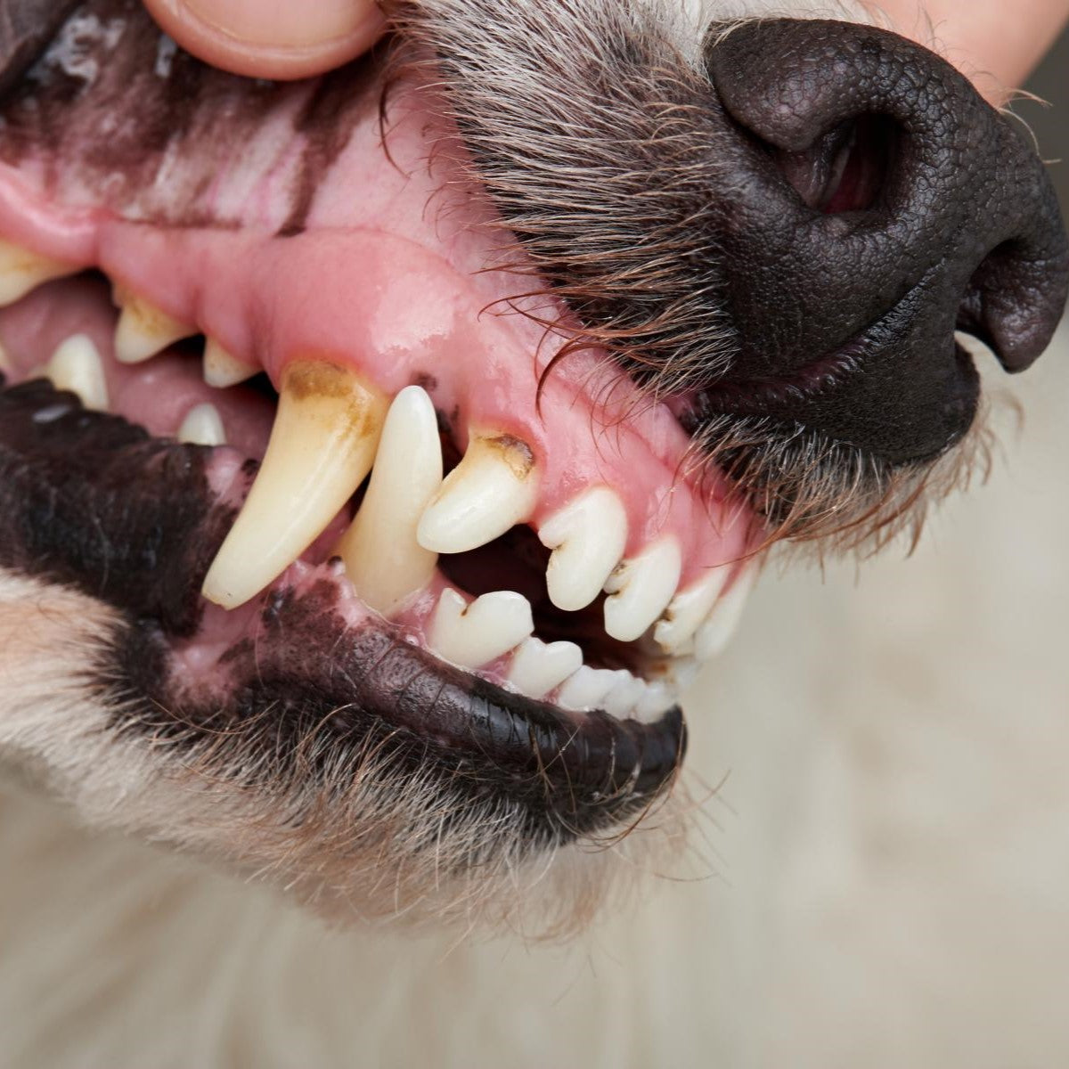 Nahaufnahme einer Person, die das Maul eines Hundes offen hält und so Zähne und Zahnfleisch zur Untersuchung freigibt.