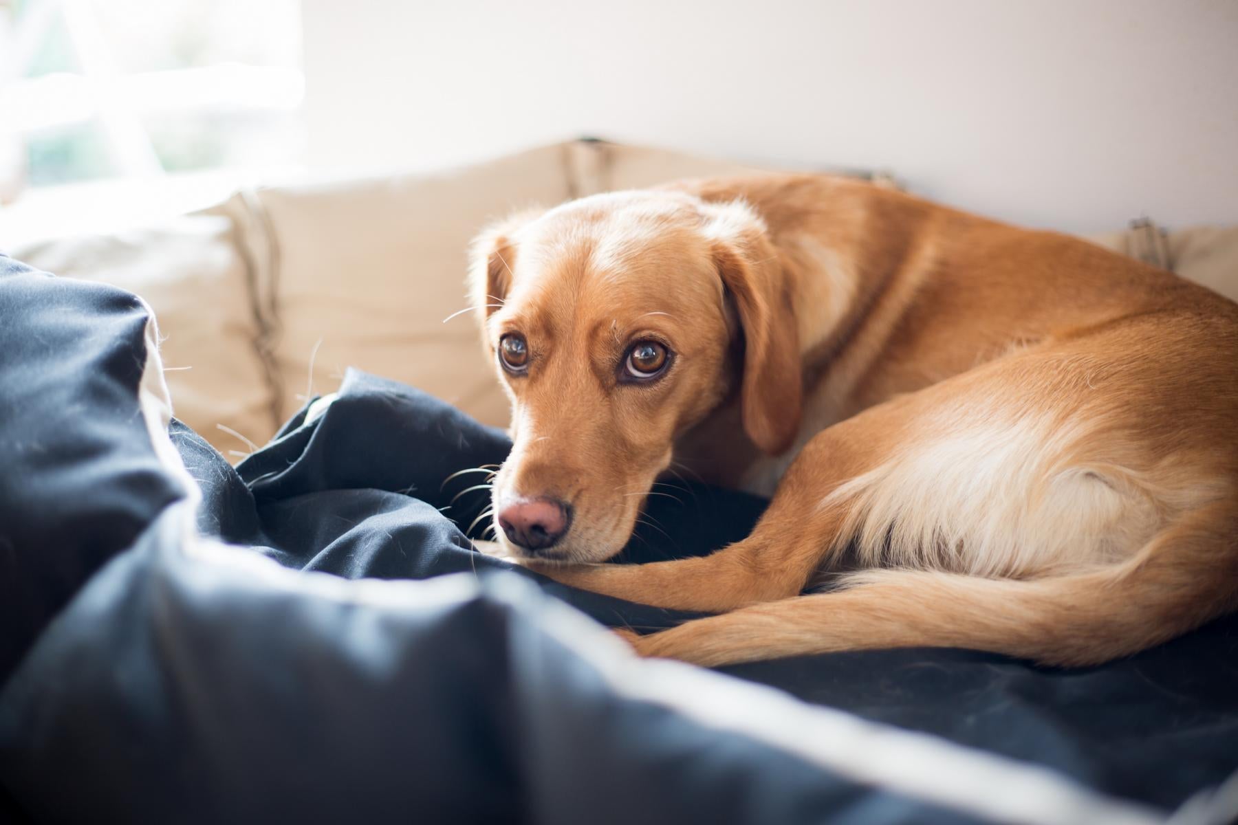 Ein hellbrauner Hund liegt zusammengerollt auf einem Bett und blickt mit leicht besorgtem Gesichtsausdruck nach oben.