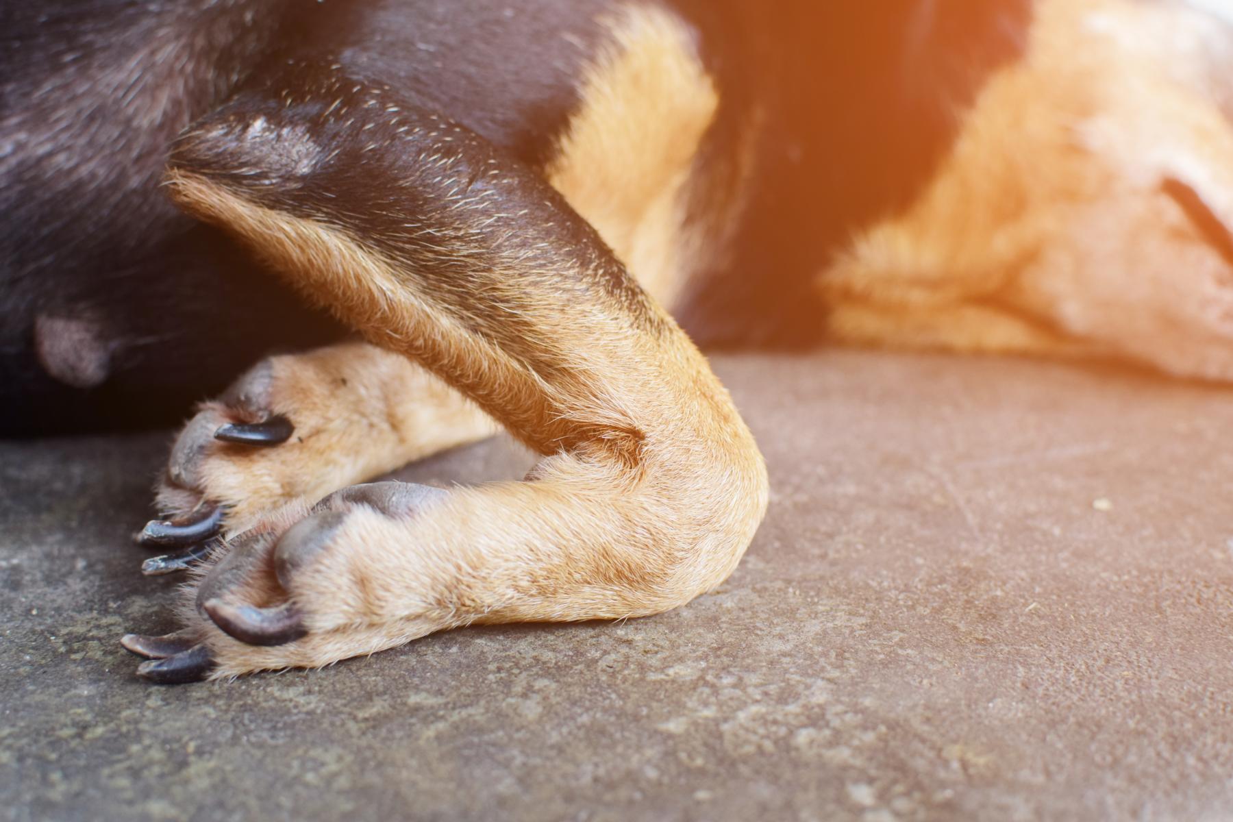 Nahaufnahme der Pfoten eines schlafenden Hundes, der auf einer Betonoberfläche ruht. Das Fell ist in einer Mischung aus schwarzem und hellbraunem Fell gehalten.