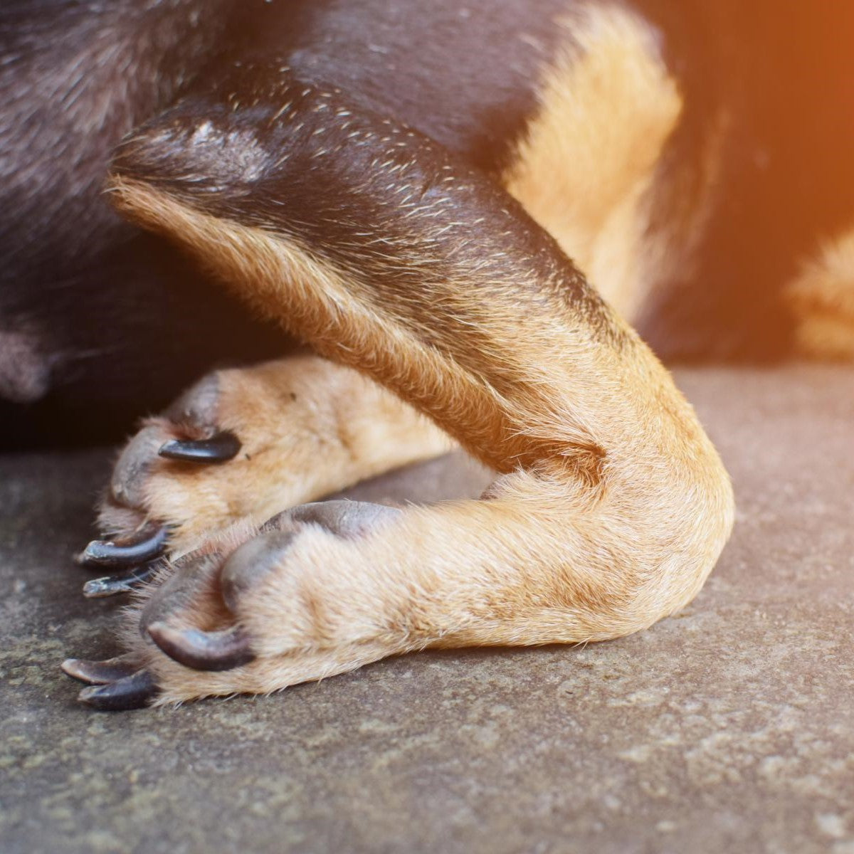 Nahaufnahme der Hinterbeine und Pfoten eines Hundes, die auf einer Betonoberfläche ruhen. Das Fell ist schwarz und braun.