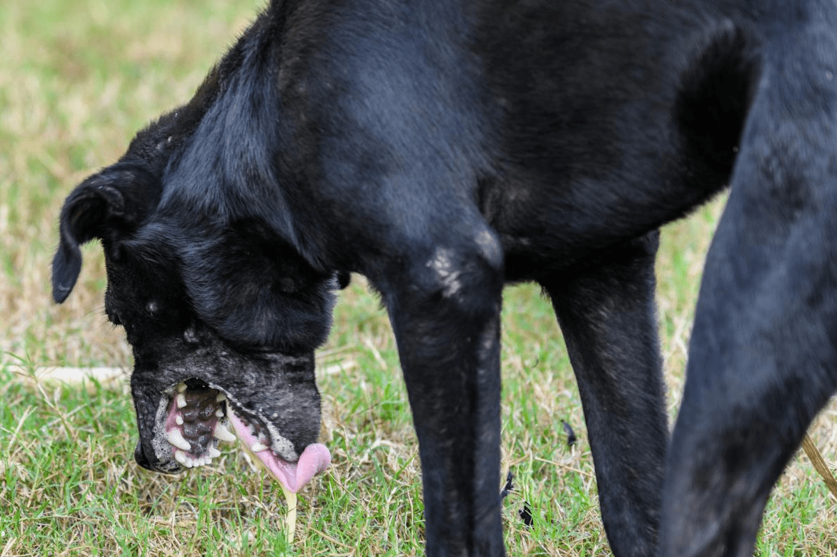 Ein schwarzer Hund mit entstelltem Gesicht und sichtbarer Zunge steht im Gras.