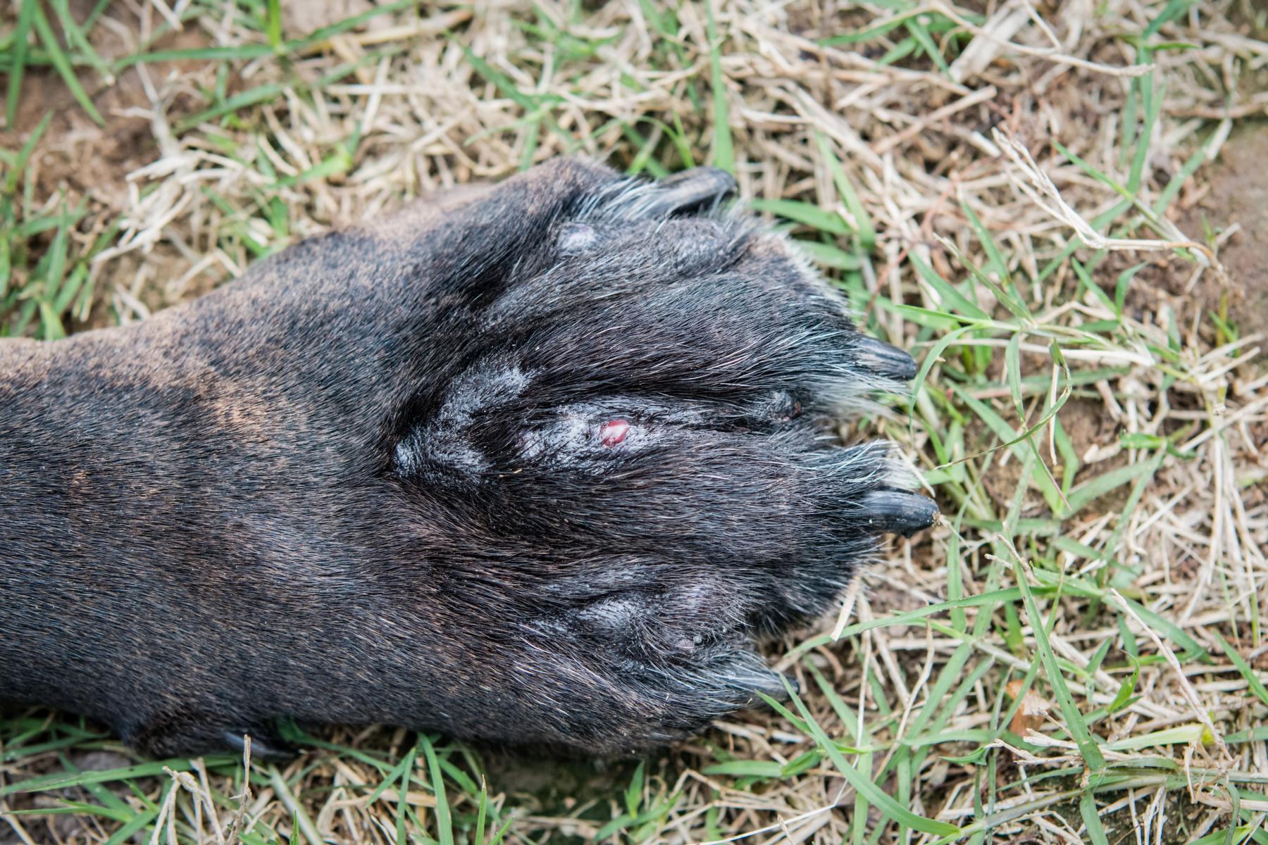 Nahaufnahme einer Hundepfote mit einer kleinen Wunde, die auf Gras und trockenen Erdflecken ruht.