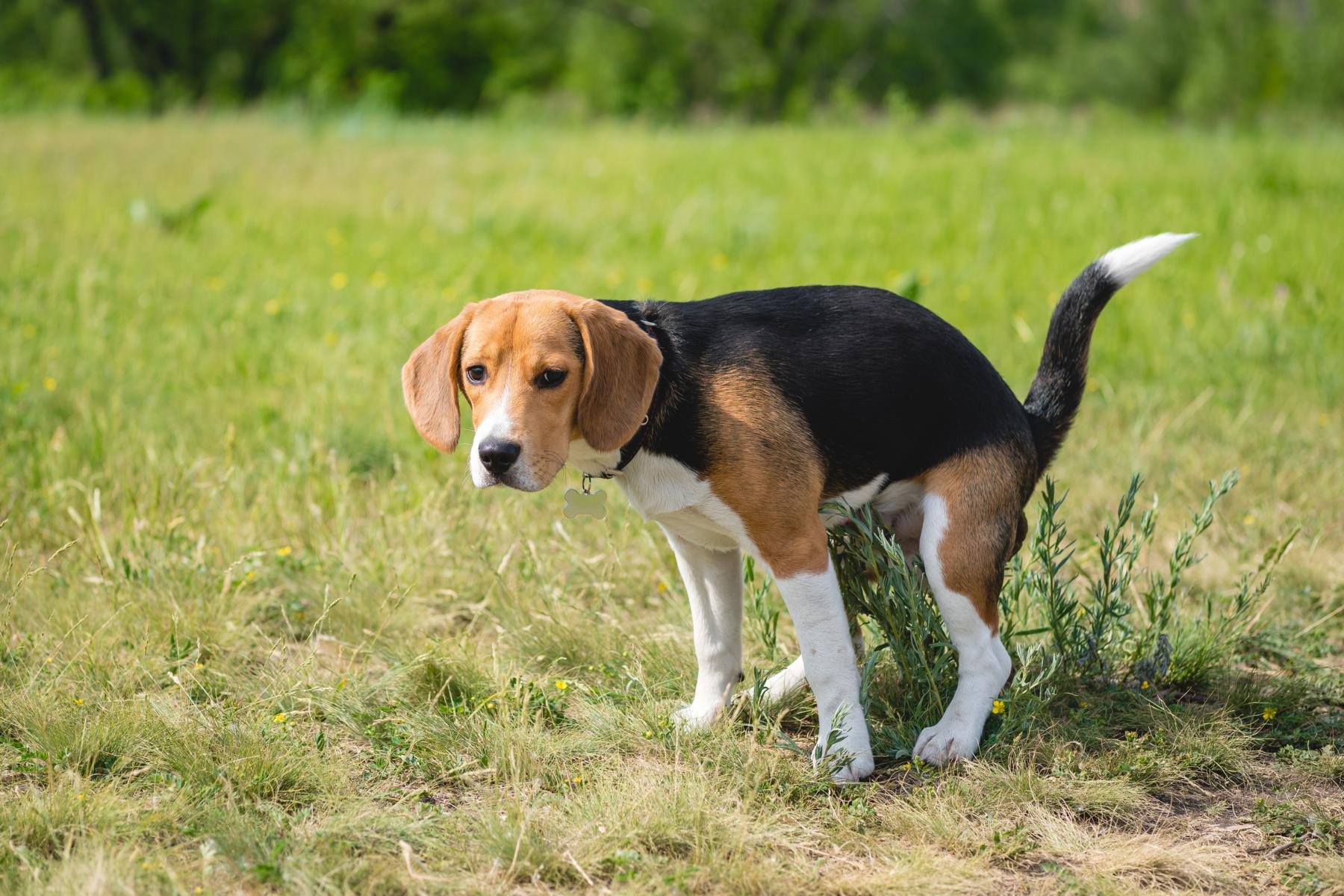 Ein Beagle steht auf einer Wiese im Freien, aufgenommen mitten beim Kacken, mit konzentriertem Gesichtsausdruck.