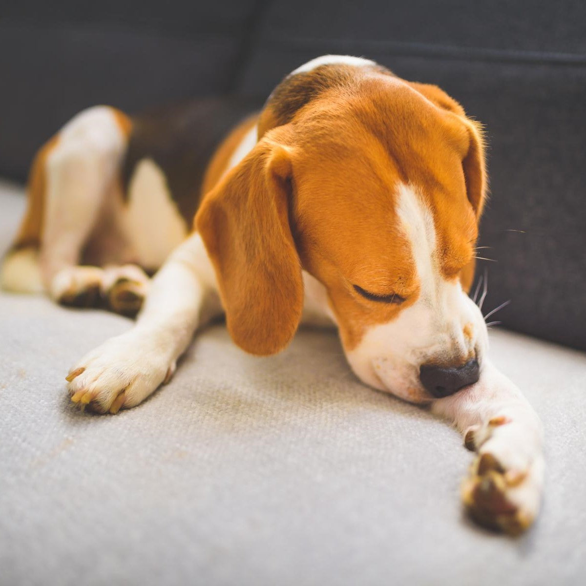 Ein Beagle-Welpe schläft auf einem hellen Sofa und ruht mit dem Kopf auf der Pfote.