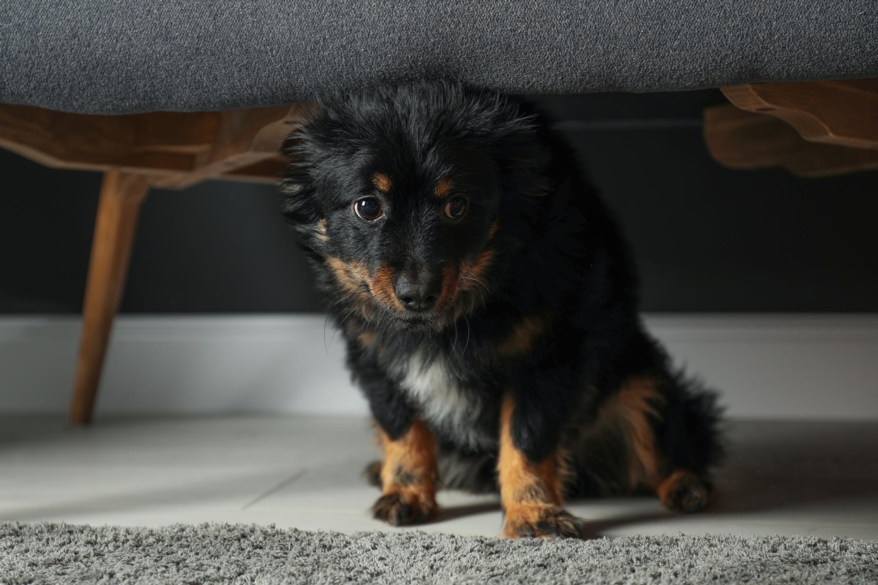 Ein kleiner, flauschiger schwarz-brauner Hund lugt unter einem grauen Sofa hervor, das auf einem hellen Boden sitzt.