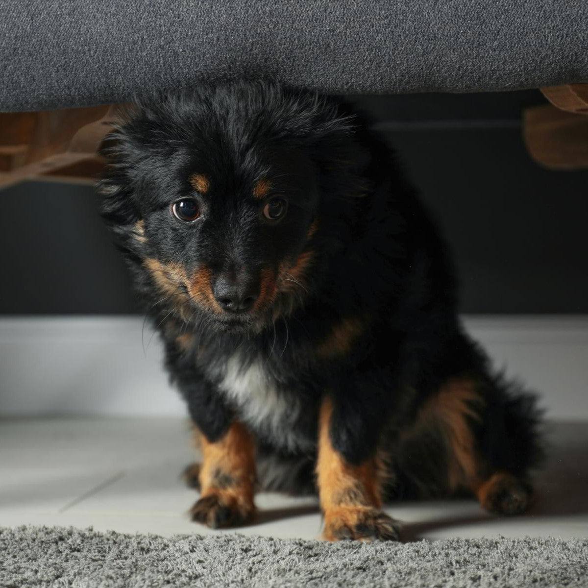 Ein kleiner schwarz-brauner Hund mit besorgtem Gesichtsausdruck kauert unter einem Sofa auf einem Teppichboden.