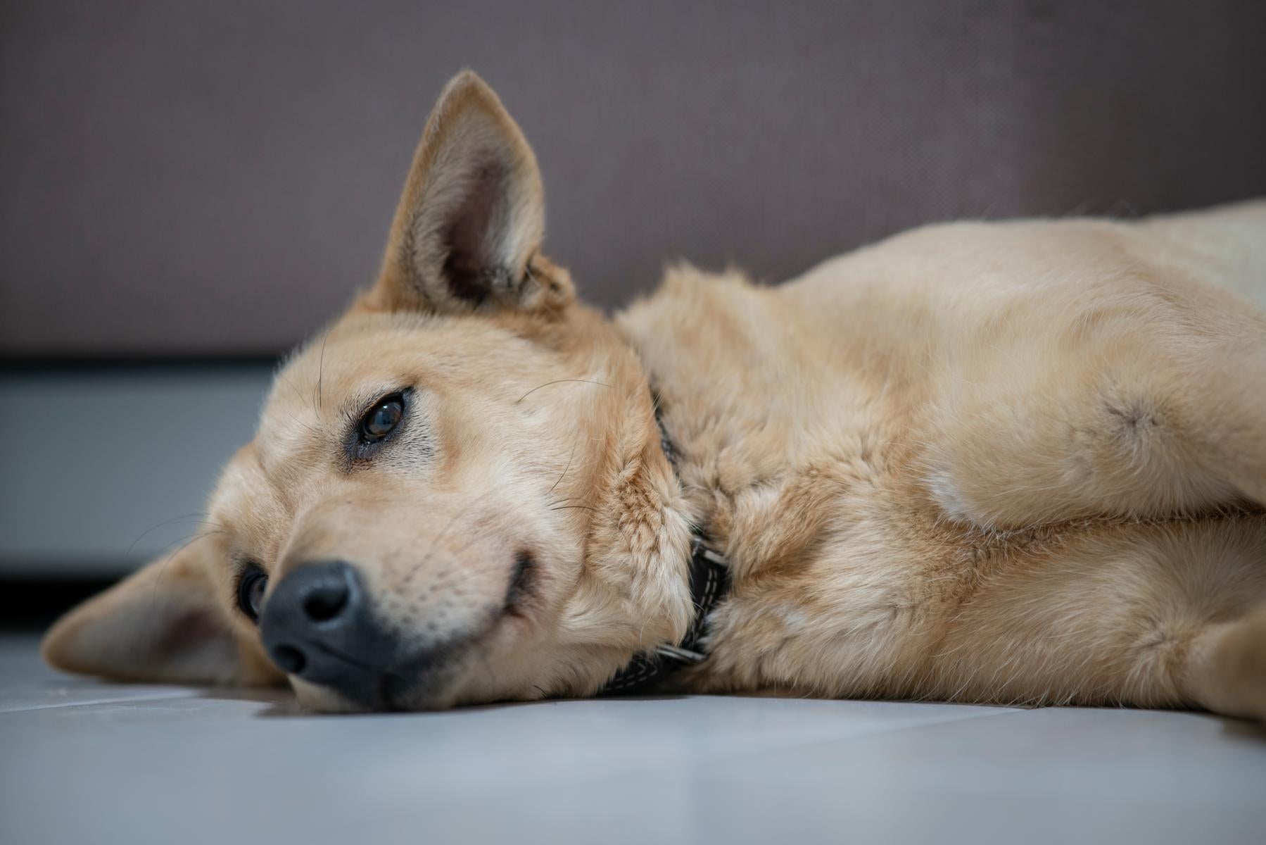 Ein brauner Hund mit schwarzem Halsband liegt entspannt und zufrieden auf einem Fliesenboden.