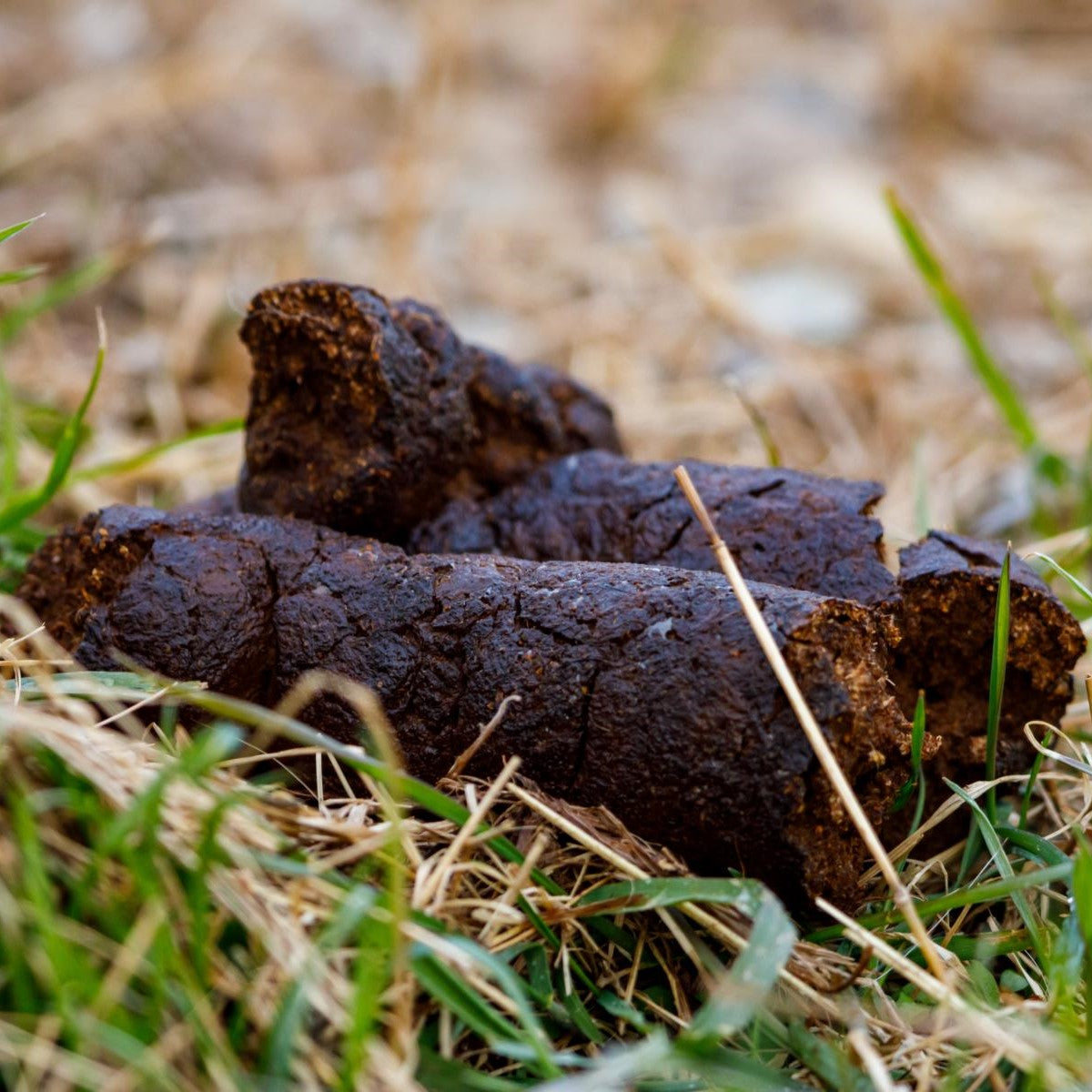 Nahaufnahme von Tierkot auf Gras und getrockneten Blättern.