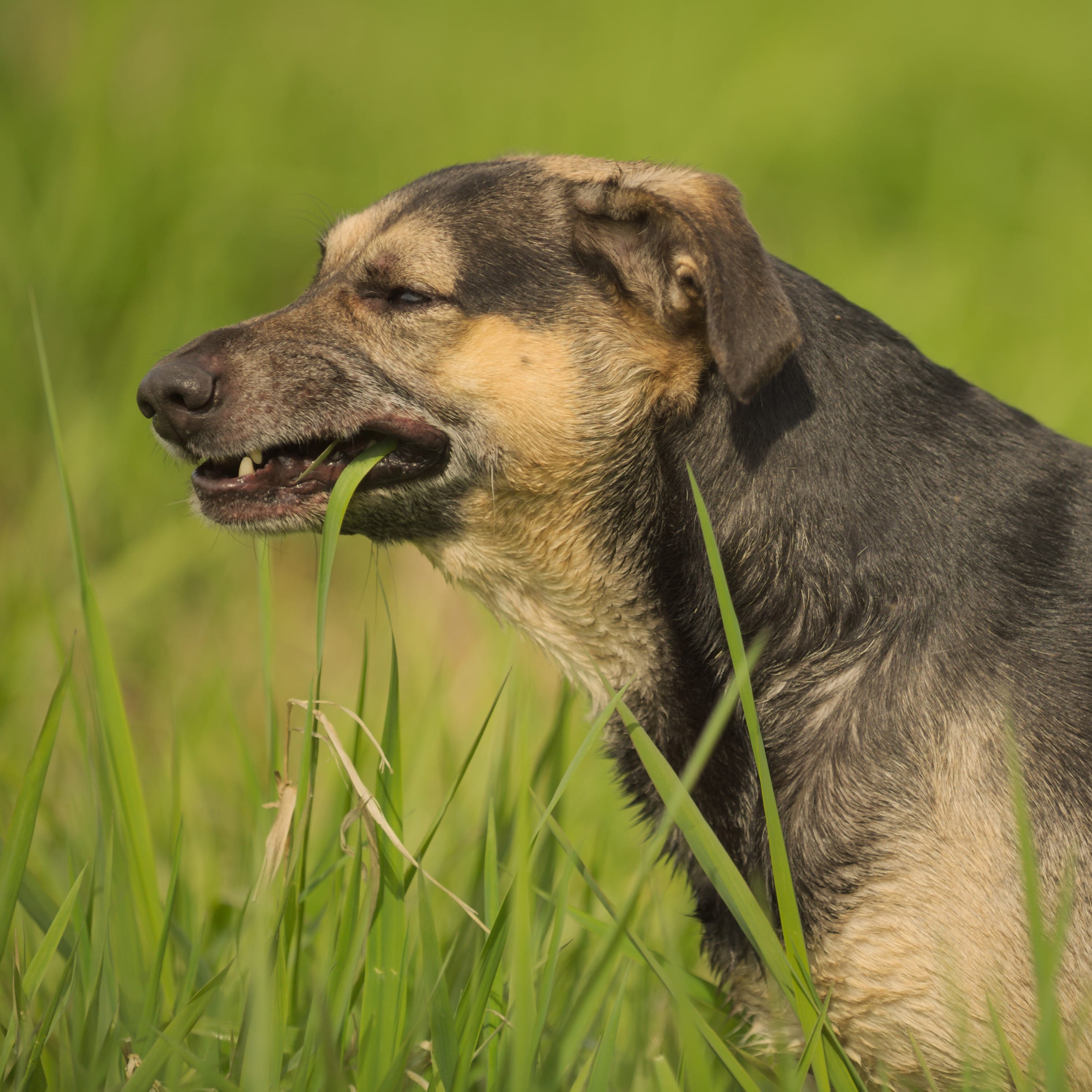 Ein Hund mit schwarz-braunem Fell steht auf einer Wiese und scheint mit einem halb geschlossenen Auge auf Gras zu kauen.