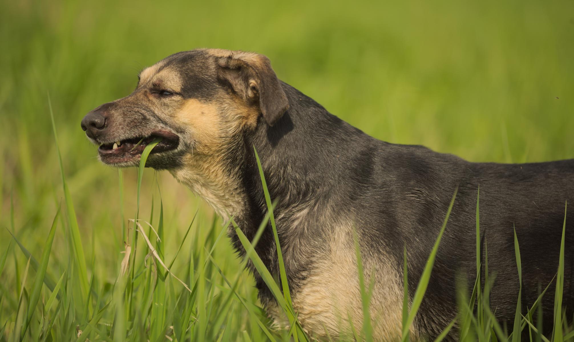 Ein schwarz-brauner Hund steht im hohen Gras und scheint auf einem Grashalm zu kauen, vor einem verschwommenen grünen Hintergrund.