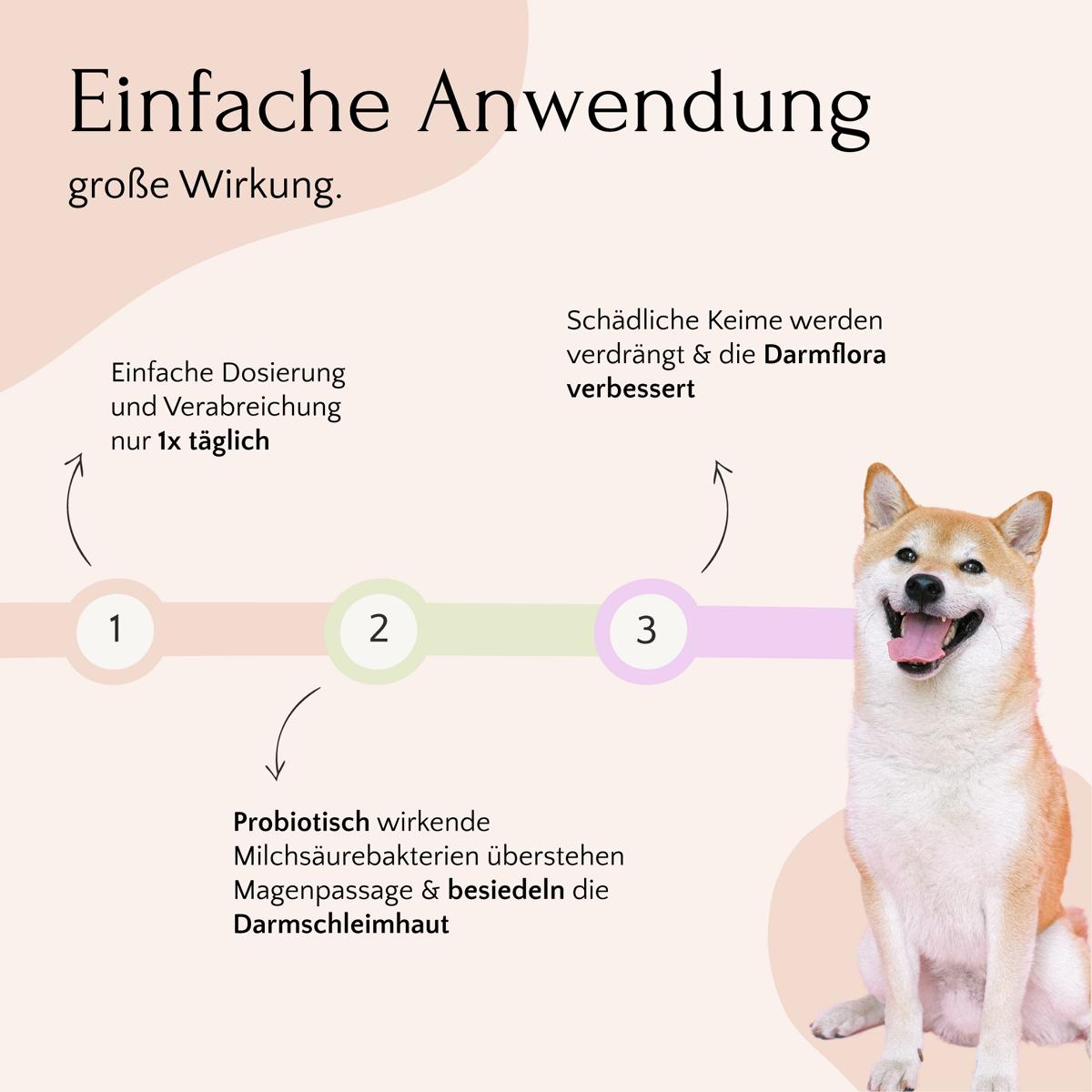 Infografik mit einem Shiba Inu und Text zu den Vorteilen von FAVLY Petfoods GASTRO Liquid – Probiotika & Darmflora für die Darmgesundheit. Die Schritte 1 bis 3 sind hervorgehoben und zeigen, wie es die Verdauung unterstützt und eine gesunde Darmflora aufrechterhält.