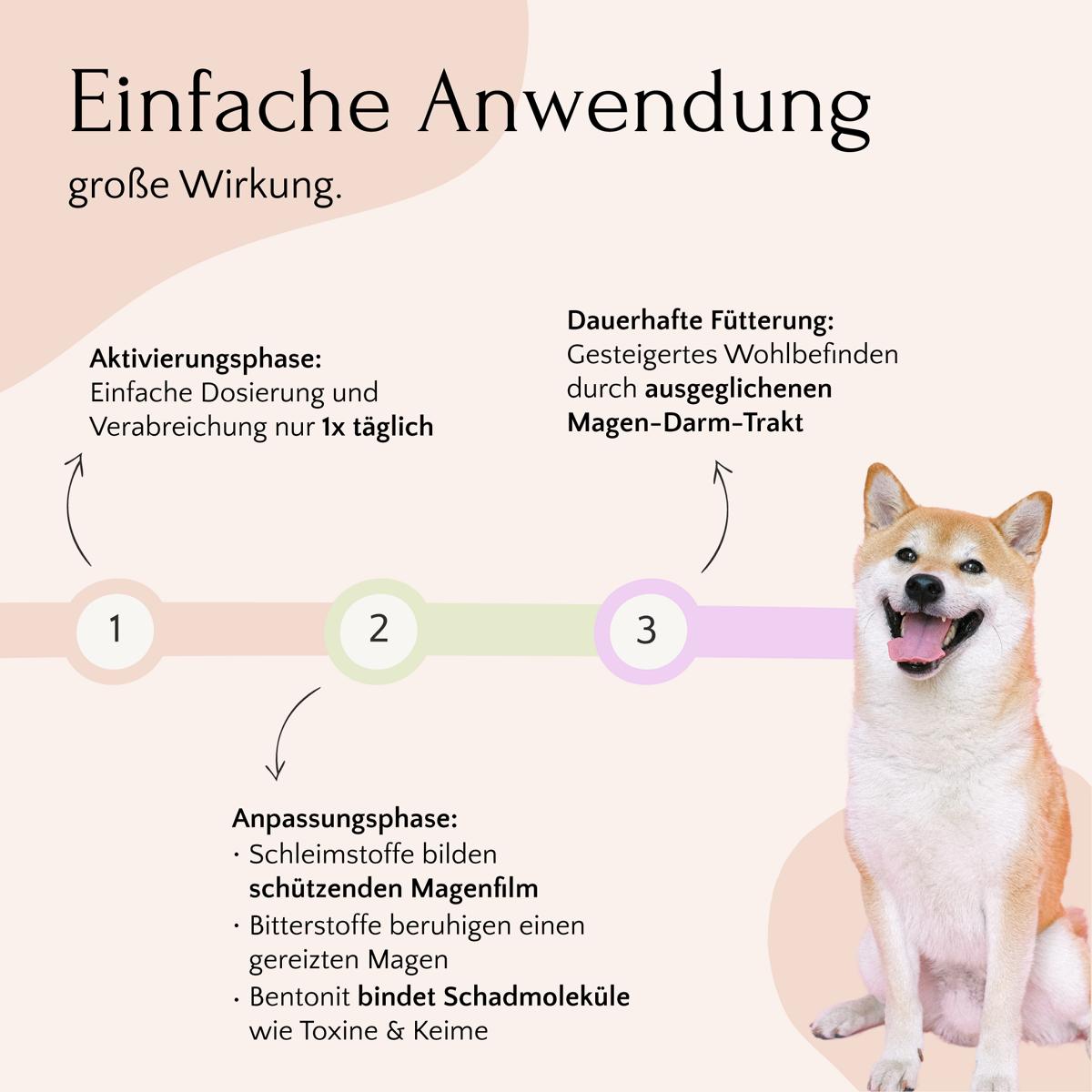 Infografik zur Haustierpflege mit einer 3-Schritt-Anleitung für eine gesunde Verdauung, Tipps zur Vermeidung einer Übersäuerung des Magens mit GASTRO Pulver – Sodbrennen & Grasfressen von FAVLY Petfood und einem glücklichen Shiba Inu in der Ecke.