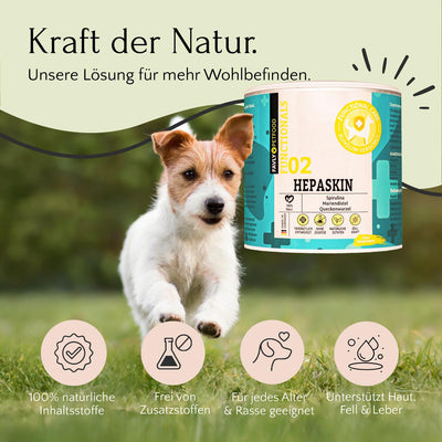 Ein glücklicher Hund läuft im Freien; FAVLY Petfood HEPASKIN Pulver fördert Entgiftung sowie Haut- & Fellgesundheit.